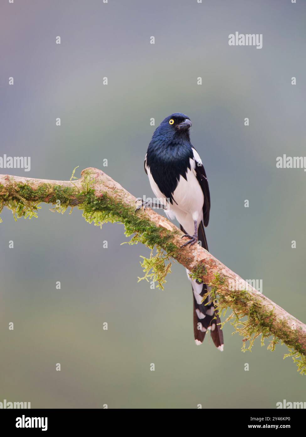 Magpie Tanager Cissopis leverianus Atlantic Forest, Brasile BI042433 Foto Stock