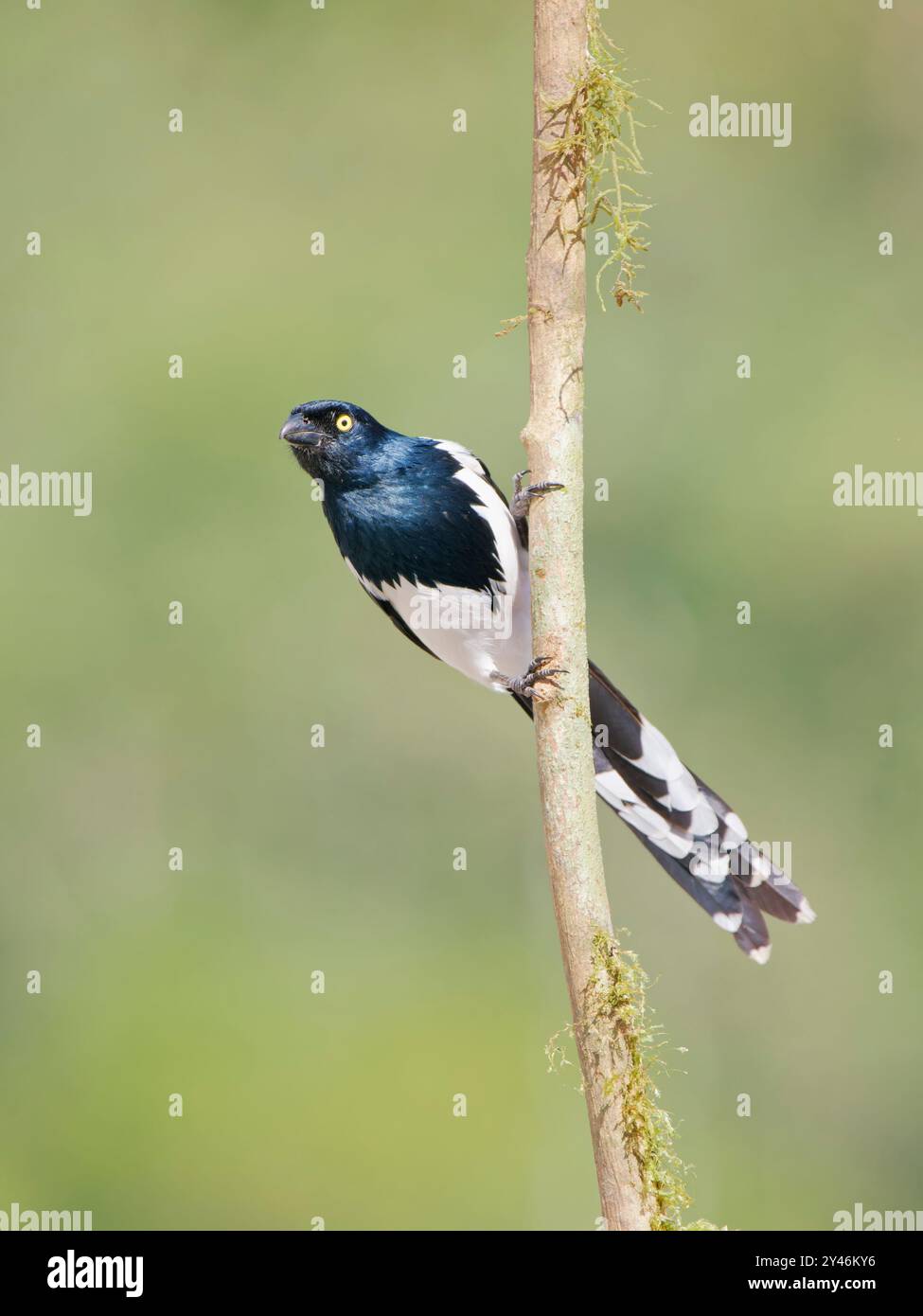 Magpie Tanager Cissopis leverianus Atlantic Forest, Brasile BI042435 Foto Stock