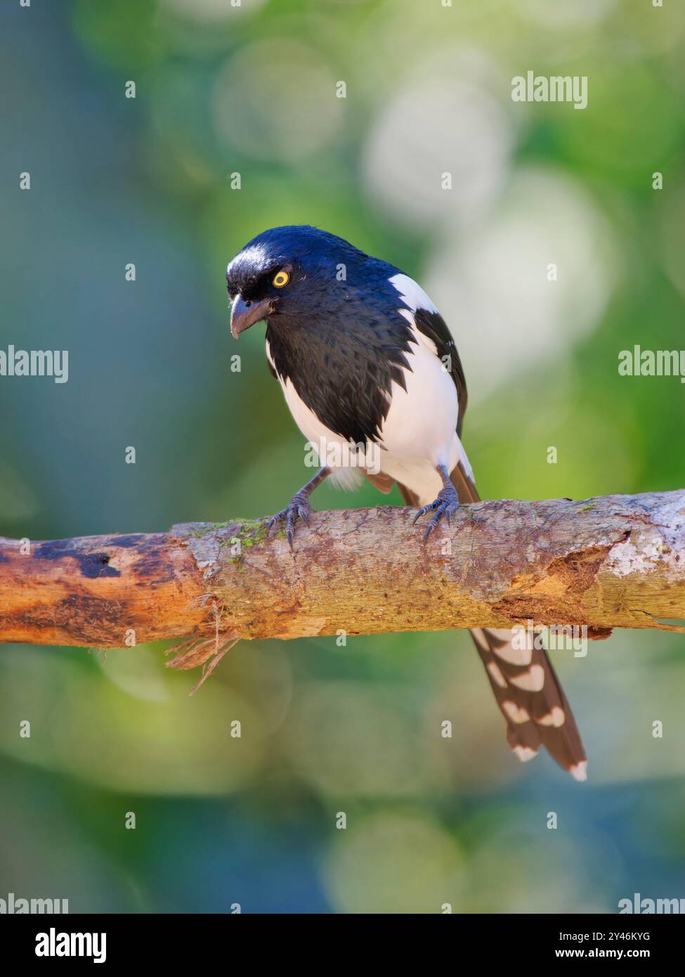 Magpie Tanager Cissopis leverianus Atlantic Forest, Brasile BI042439 Foto Stock