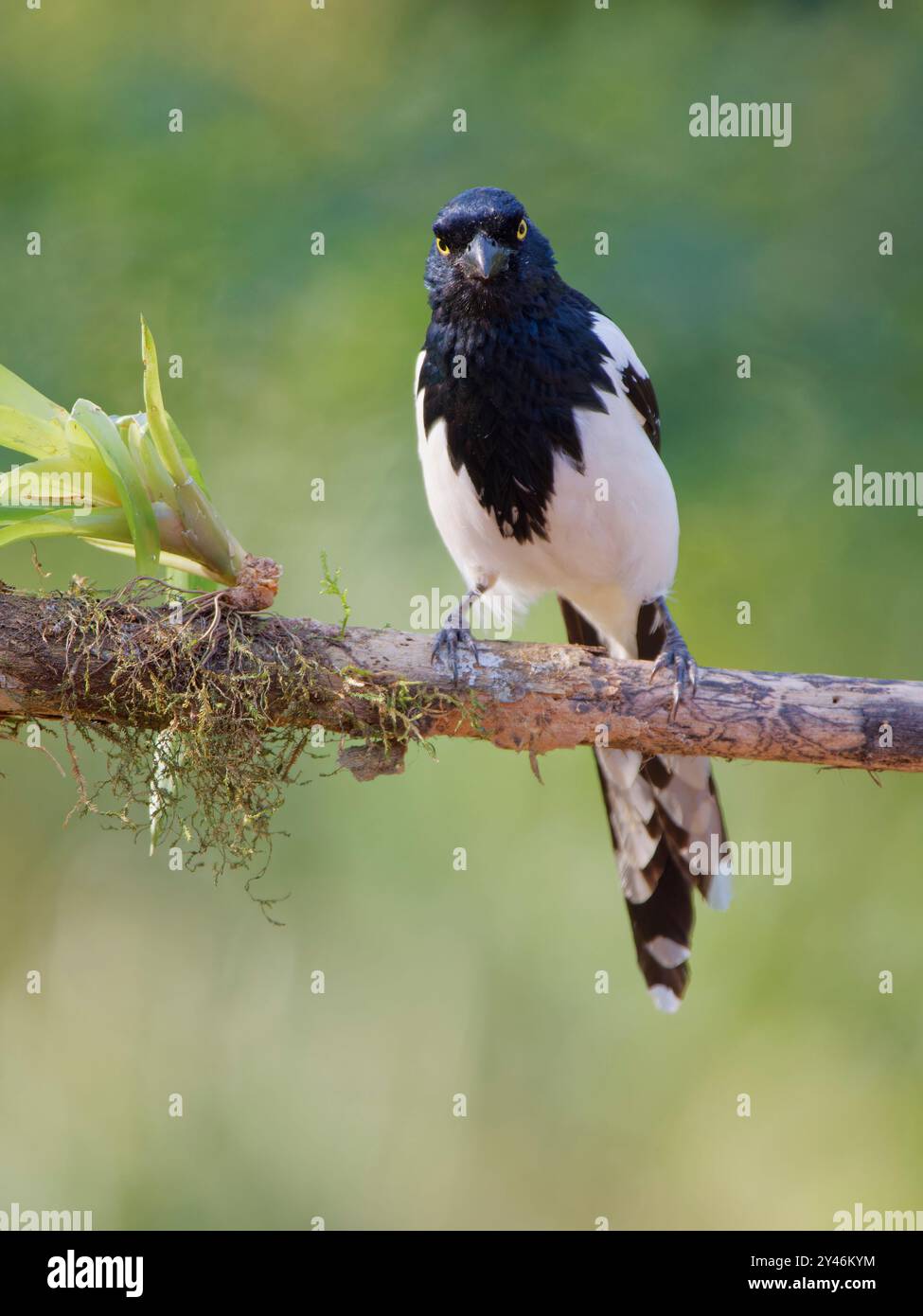 Magpie Tanager Cissopis leverianus Atlantic Forest, Brasile BI042442 Foto Stock