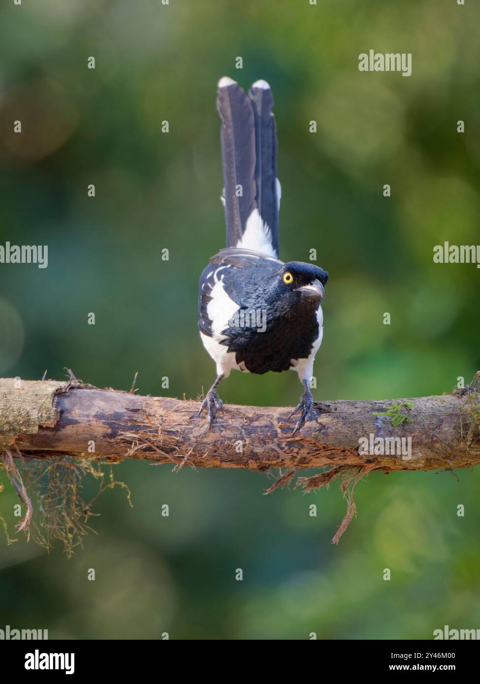 Magpie Tanager Cissopis leverianus Atlantic Forest, Brasile BI042445 Foto Stock