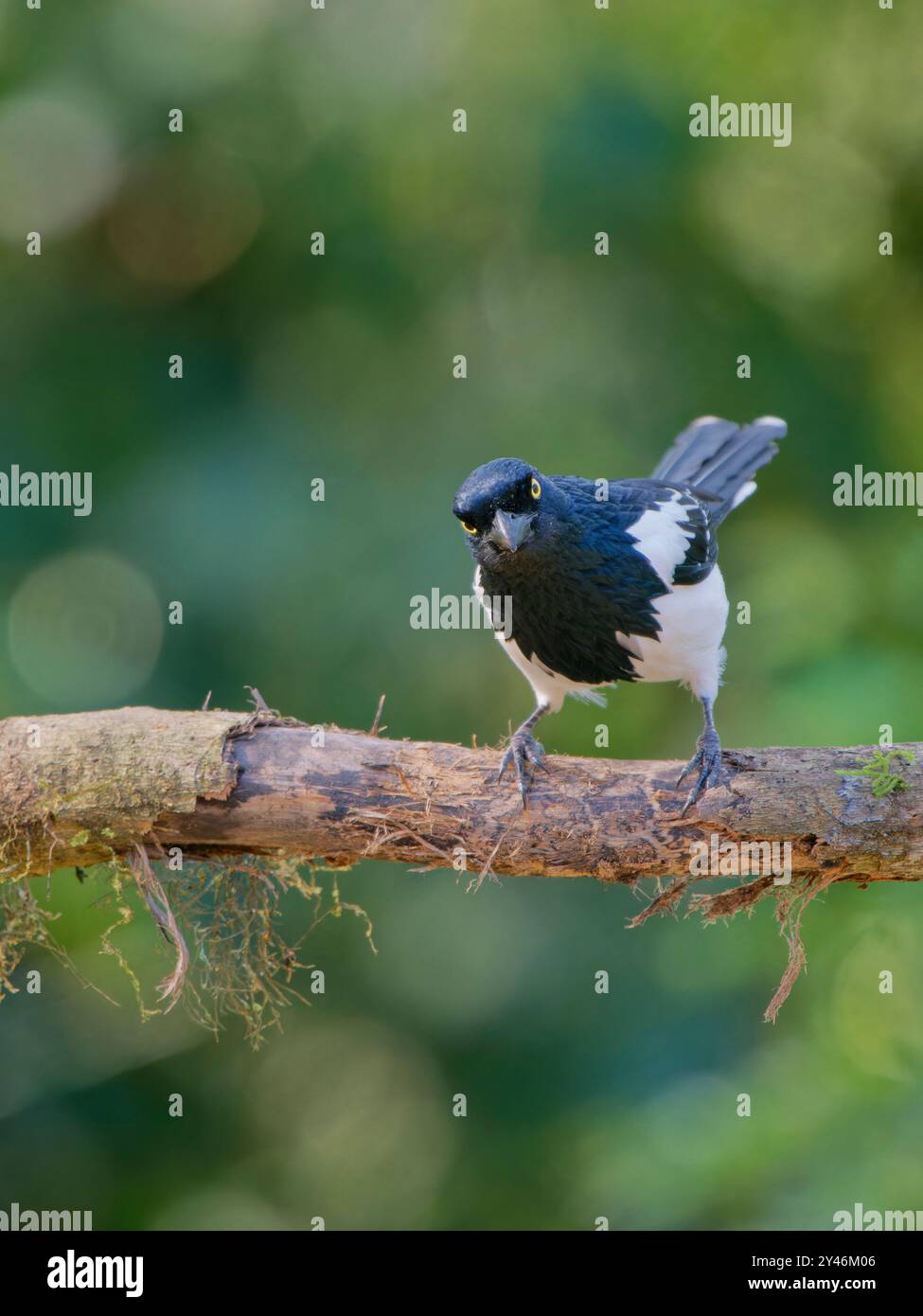 Magpie Tanager Cissopis leverianus Atlantic Forest, Brasile BI042446 Foto Stock