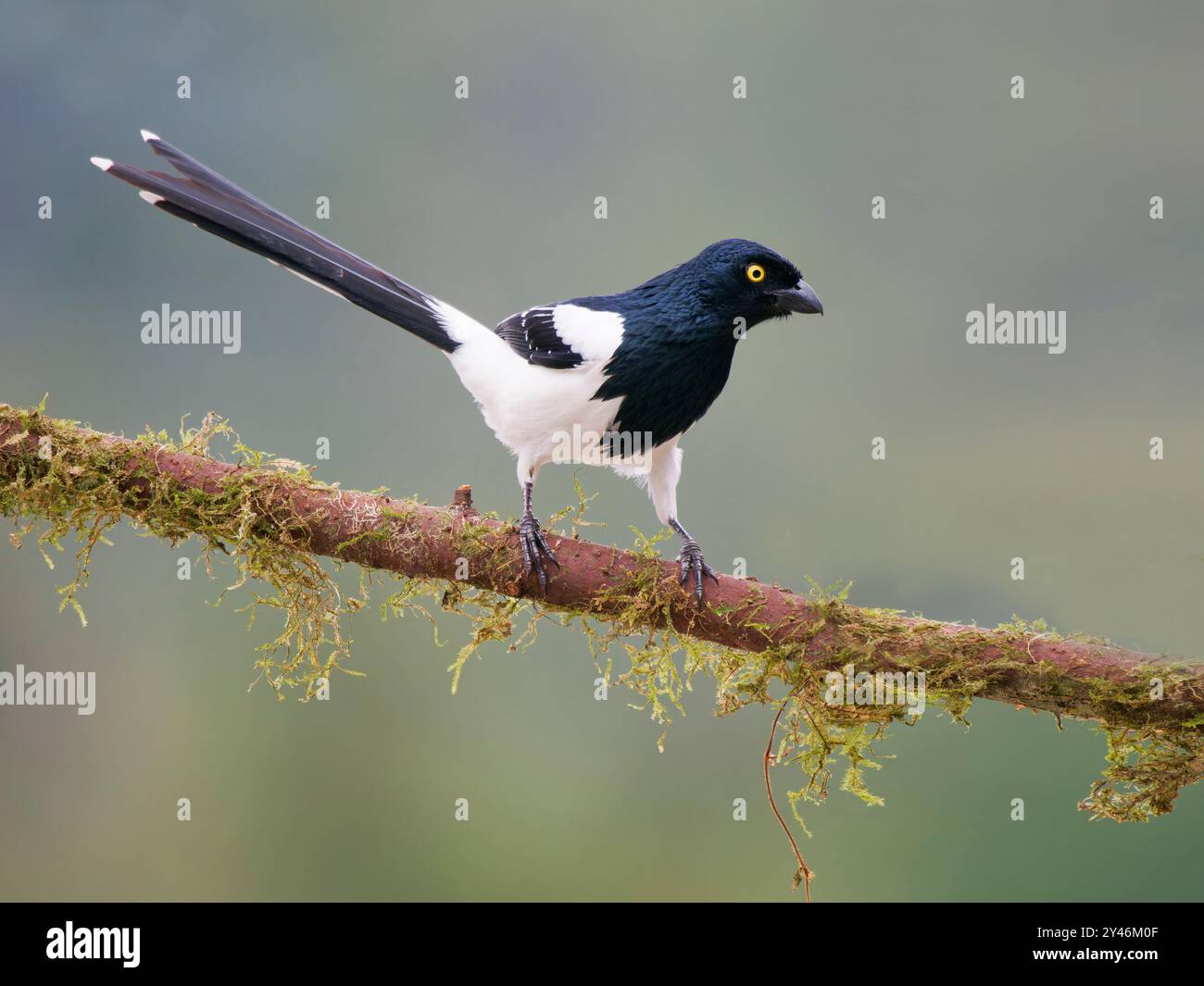 Magpie Tanager Cissopis leverianus Atlantic Forest, Brasile BI042448 Foto Stock