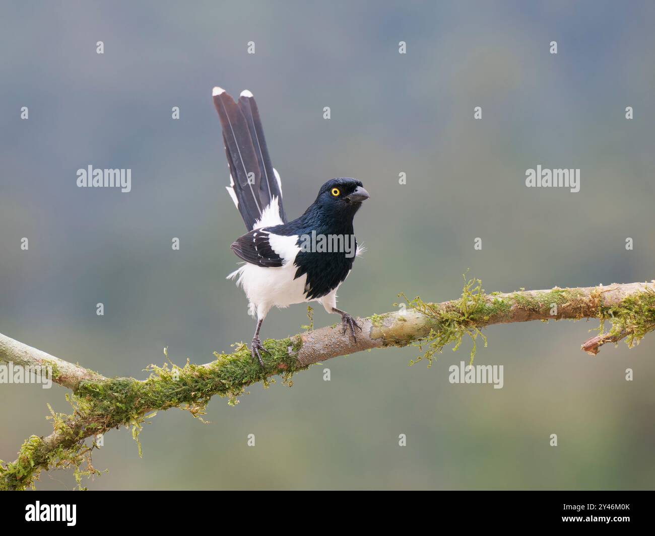 Magpie Tanager Cissopis leverianus Atlantic Forest, Brasile BI042455 Foto Stock