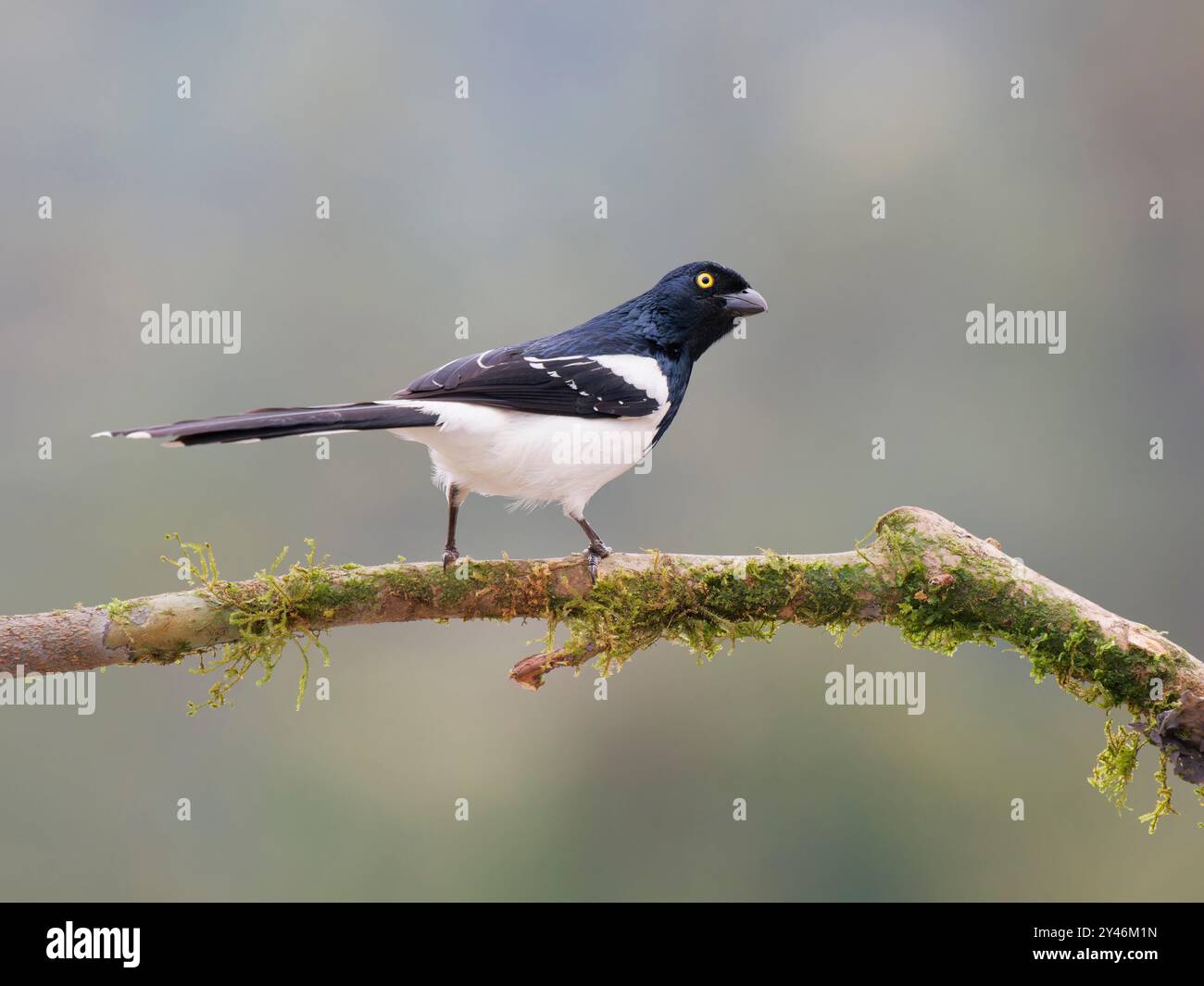 Magpie Tanager Cissopis leverianus Atlantic Forest, Brasile BI042457 Foto Stock