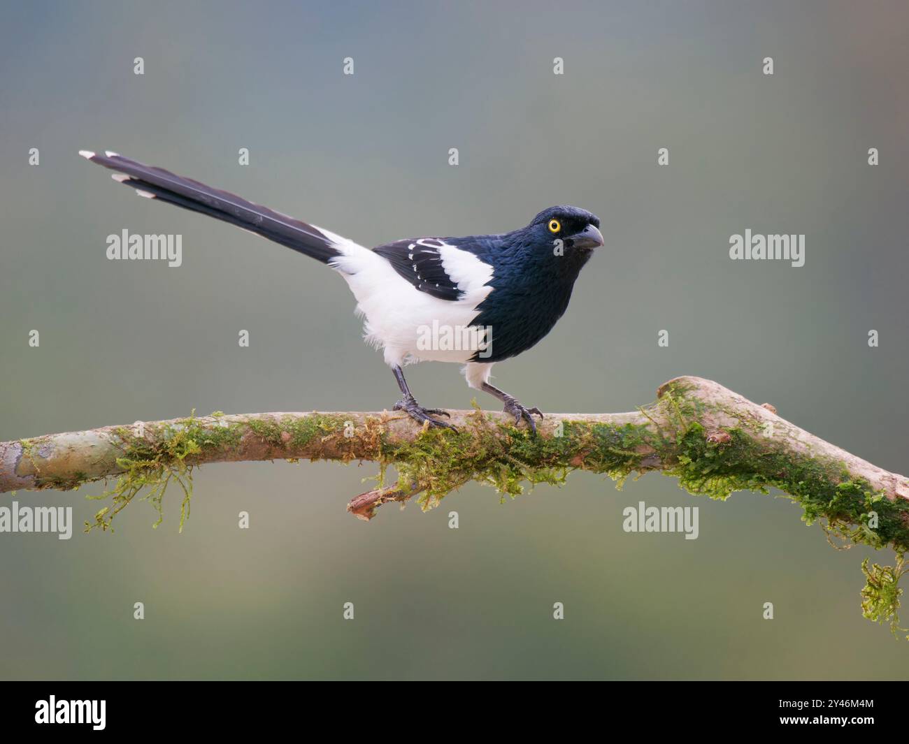Magpie Tanager Cissopis leverianus Atlantic Forest, Brasile BI042464 Foto Stock