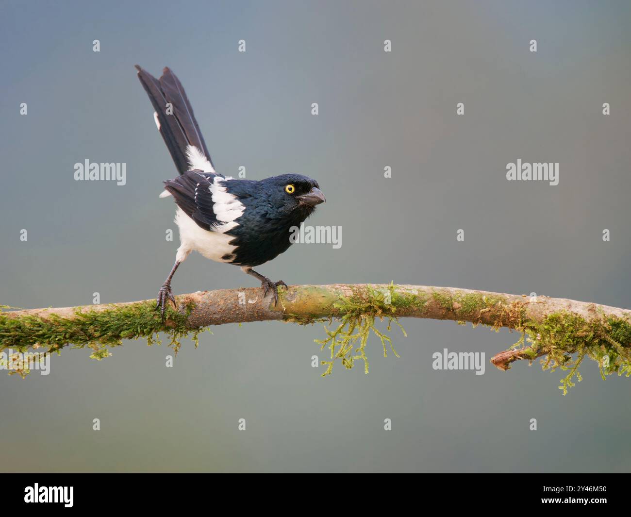 Magpie Tanager Cissopis leverianus Atlantic Forest, Brasile BI042466 Foto Stock