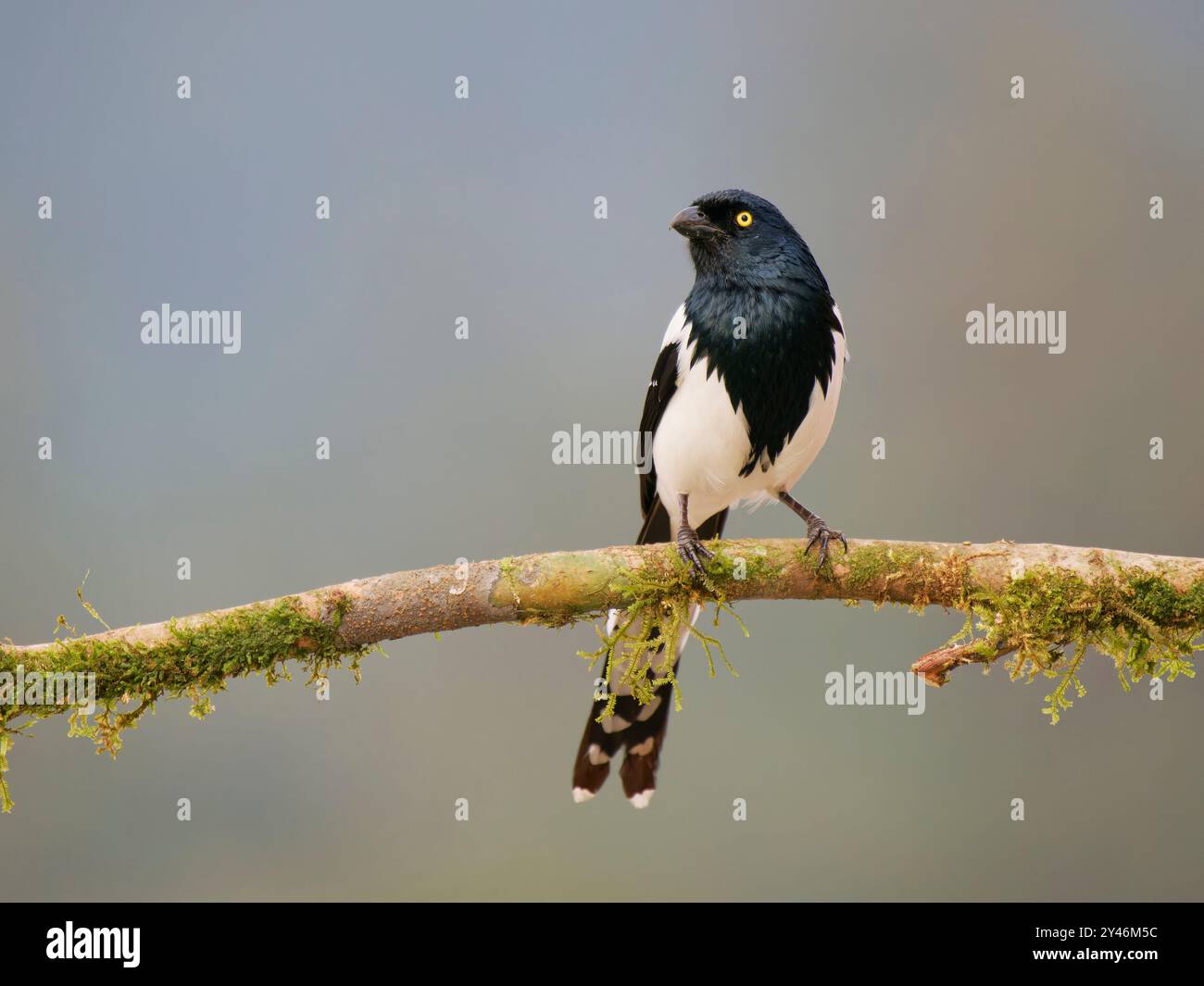 Magpie Tanager Cissopis leverianus Atlantic Forest, Brasile BI042469 Foto Stock