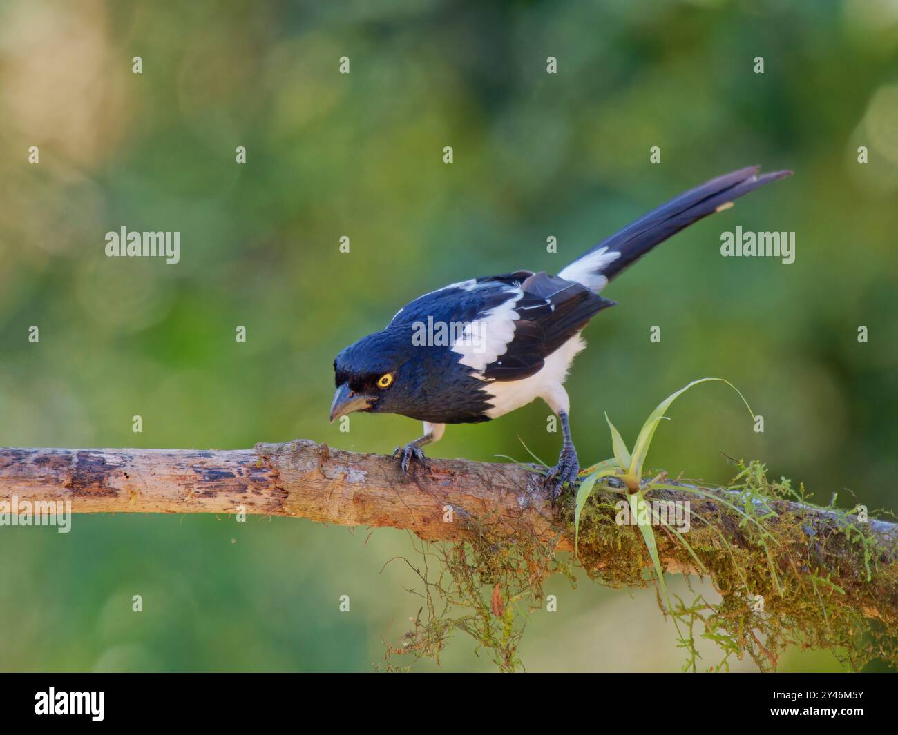 Magpie Tanager Cissopis leverianus Atlantic Forest, Brasile BI042473 Foto Stock