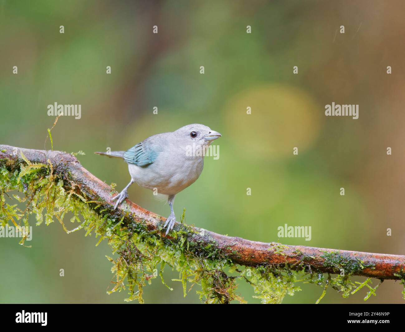Sayaca Tanager Thraupis sayaca Atlantic Forest, Brasile BI042557 Foto Stock