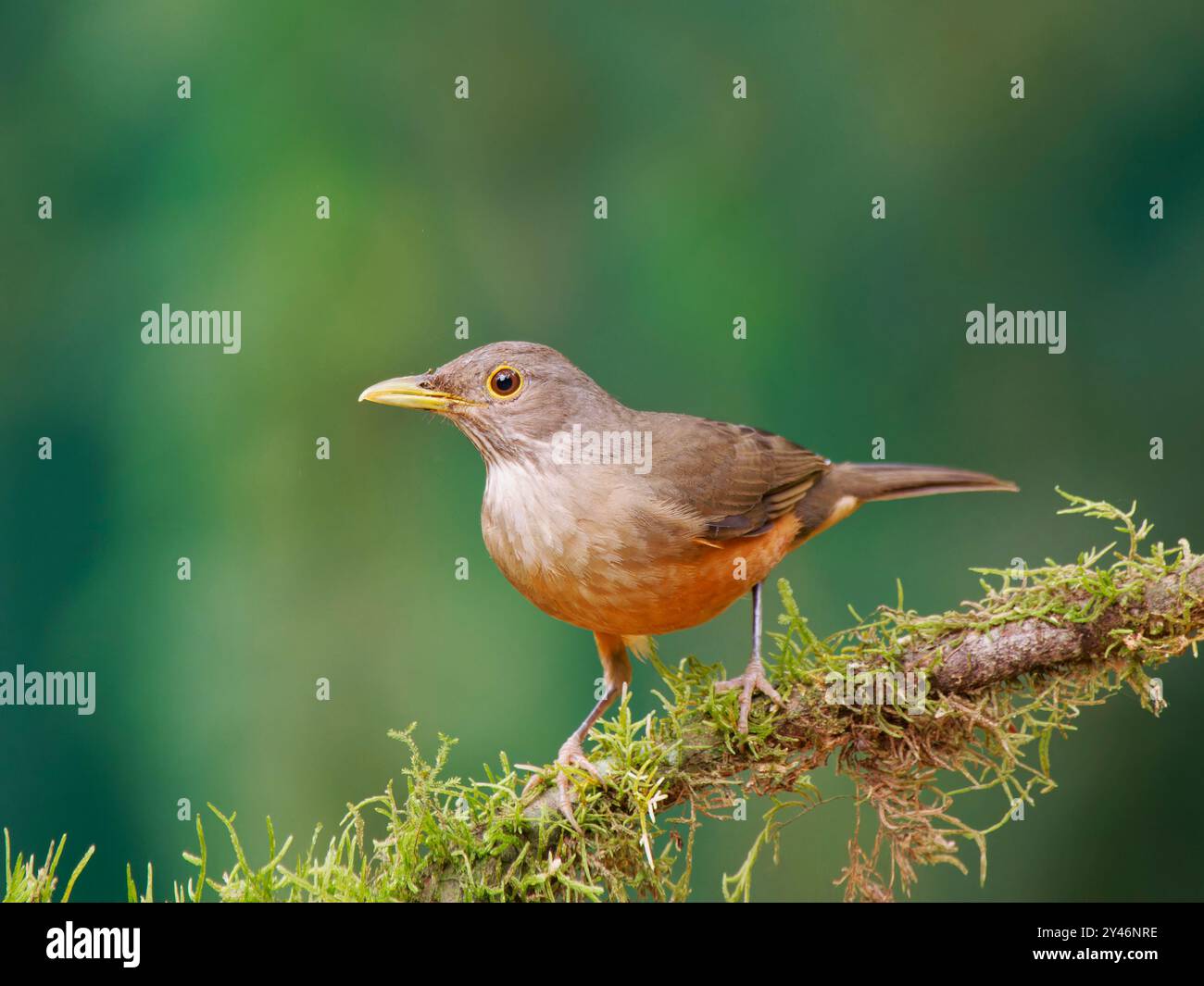 Rufous Bellied Thrush Turdus rufiventris Atlantic Forest, Brasile BI042583 Foto Stock