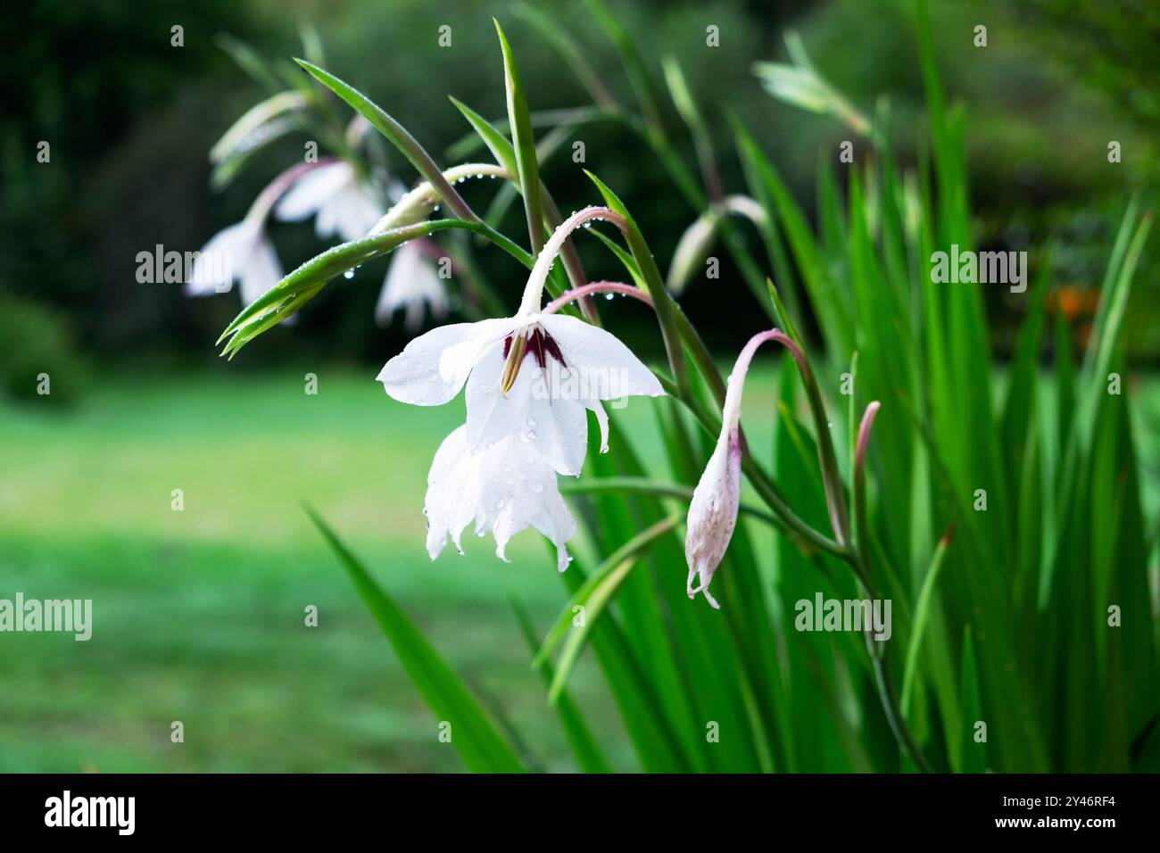 Bianchi gladioli abissini (acidanthera) fiori in fiore all'aperto in giardino settembre 2024 Carmarthenshire Galles Regno Unito Gran Bretagna KATHY DEWITT Foto Stock