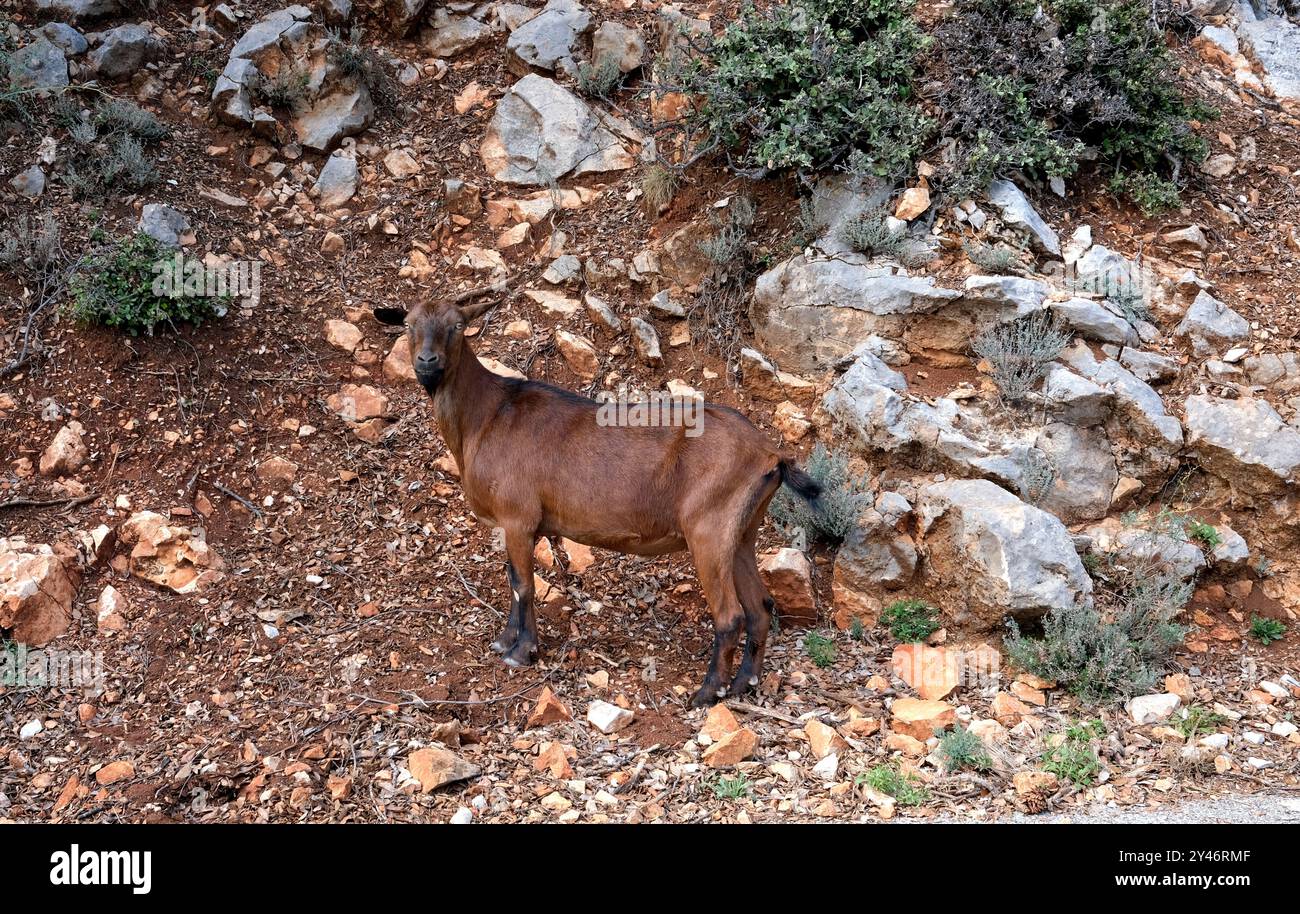 Foraggio di capre selvatiche sul ciglio della strada in Provenza-Alpi-Côte Azzurra vicino a Bargemon Foto Stock