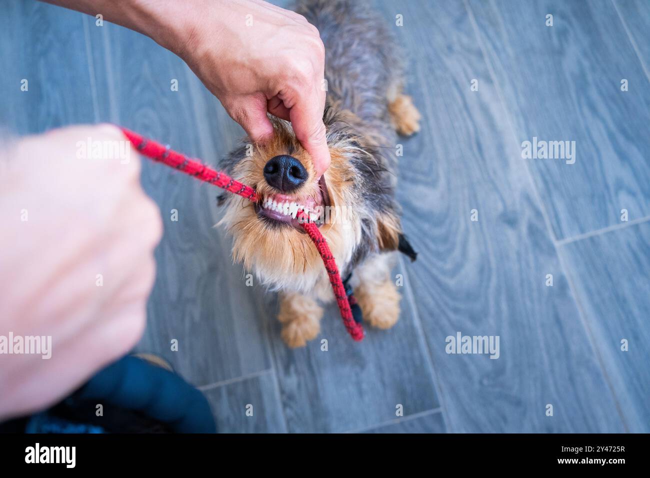 Un piccolo, giovane cane da dachshund morde e tira duro sul guinzaglio del suo proprietario. La mano del proprietario mostra i denti forti e bianchi del cane. vista dall'alto del portrai Foto Stock