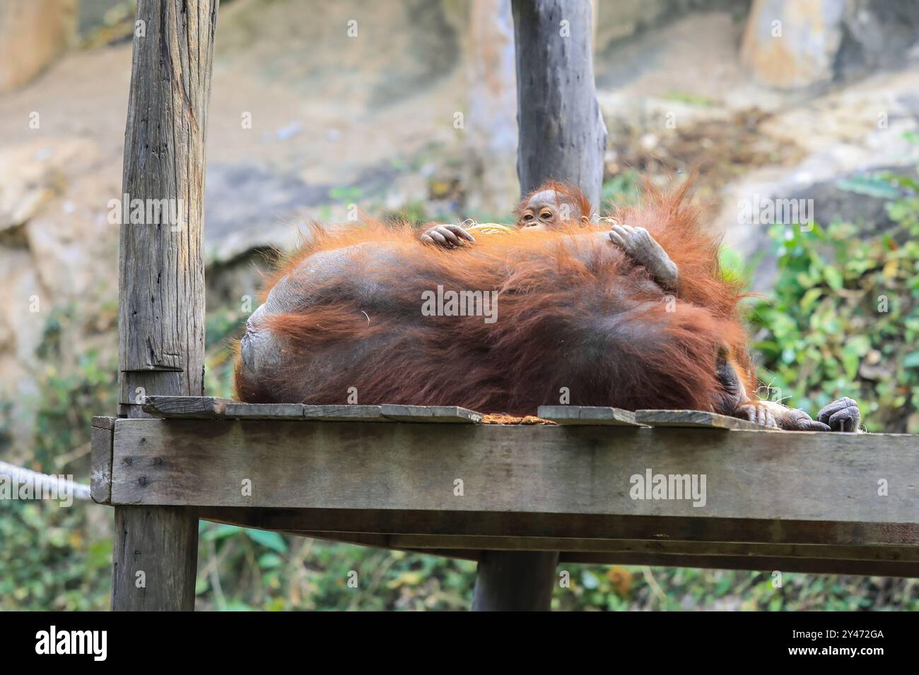 Meravigliosa madre orangutana e il suo adorabile bambino in Thailandia Foto Stock