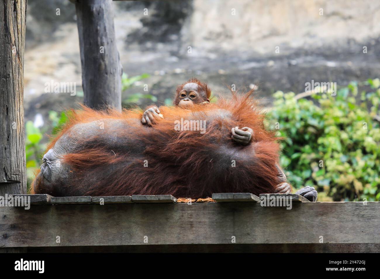 Meravigliosa madre orangutana e il suo adorabile bambino in Thailandia Foto Stock