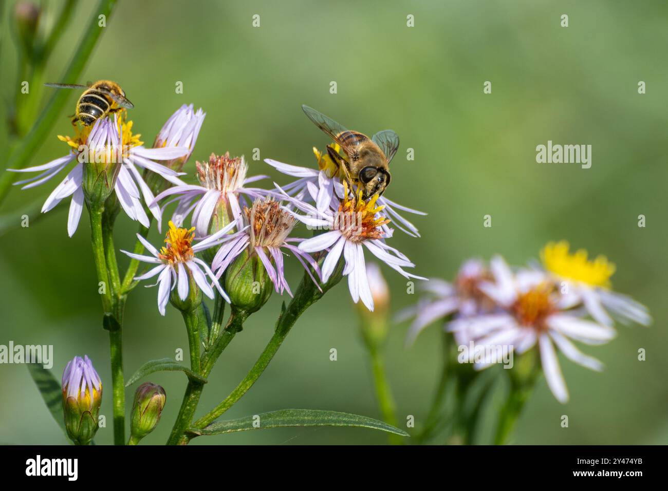 Mosche droni comuni, specie di hoverfly, che si avvicinano al mare fiori selvatici di aster (Aster tripolium) presso la costa, West Sussex, Inghilterra, Regno Unito Foto Stock