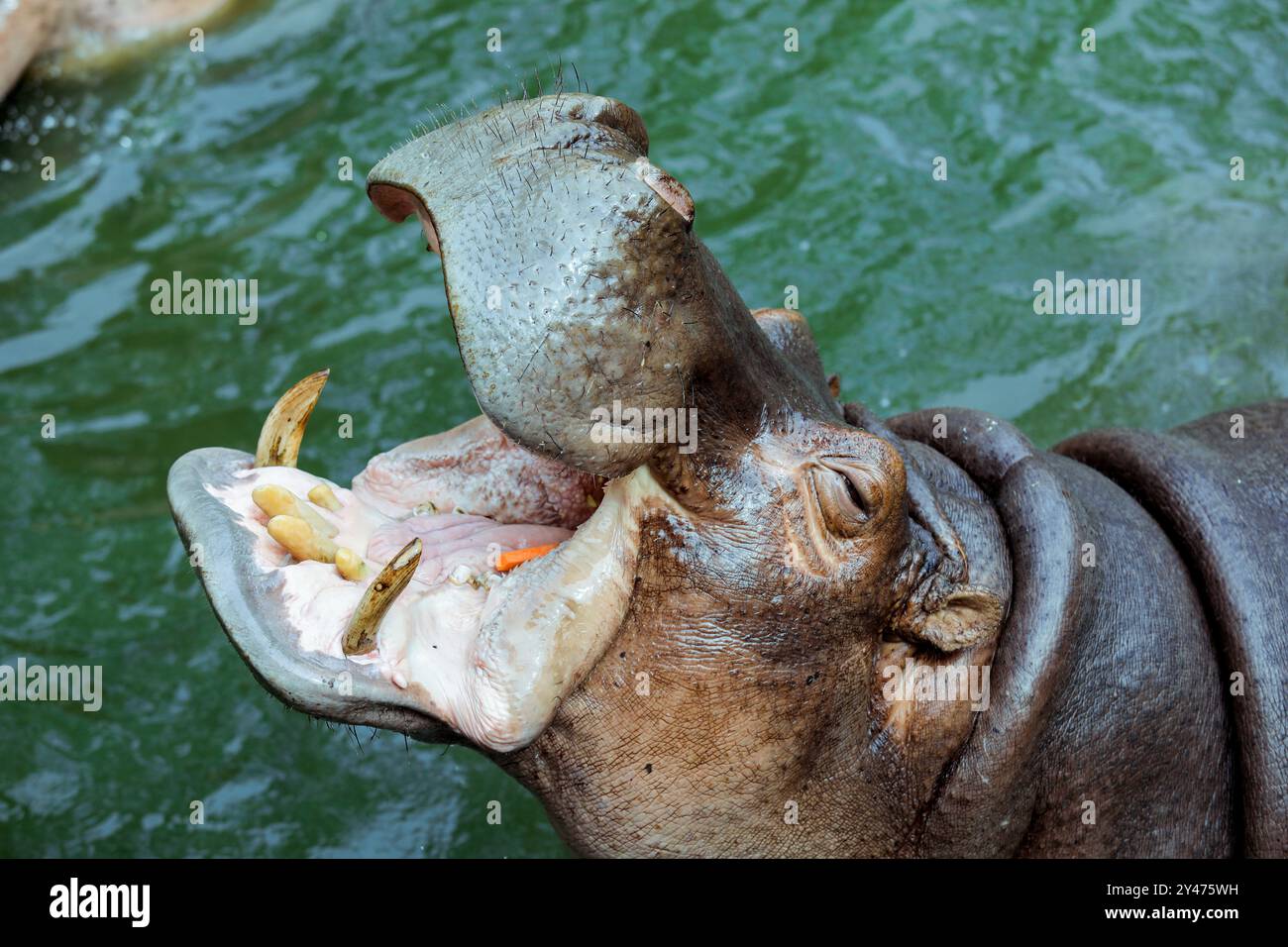 Immensa bocca aperta del Brown Hippo nel fiume, Thailandia Foto Stock