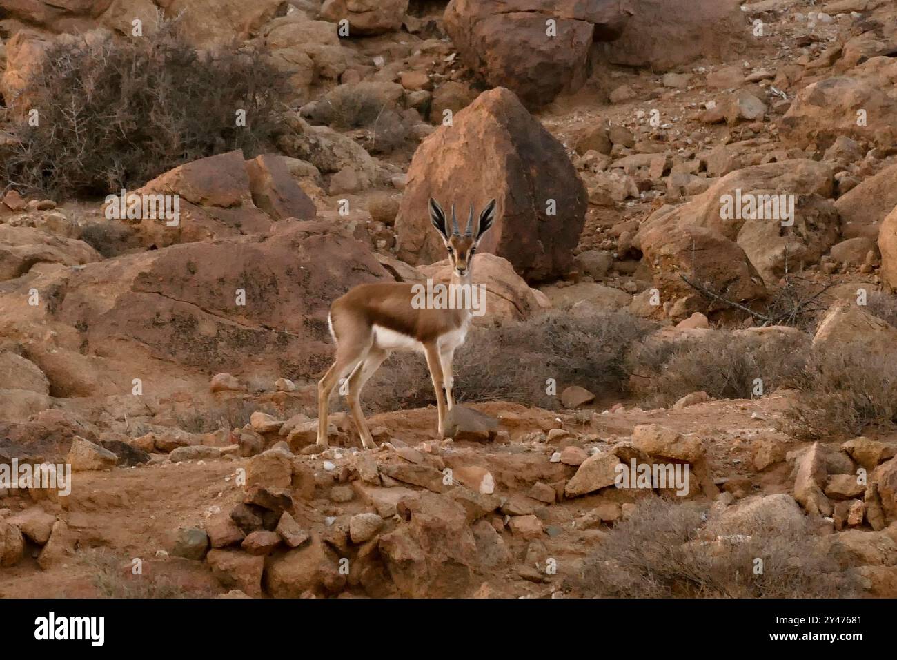 Tafraoute sorge a nord-ovest della valle di Ameln, punteggiata di rocce di granito rosa, nella catena di quarzo del Djebel el Kest. Marocco, Nord Africa Foto Stock