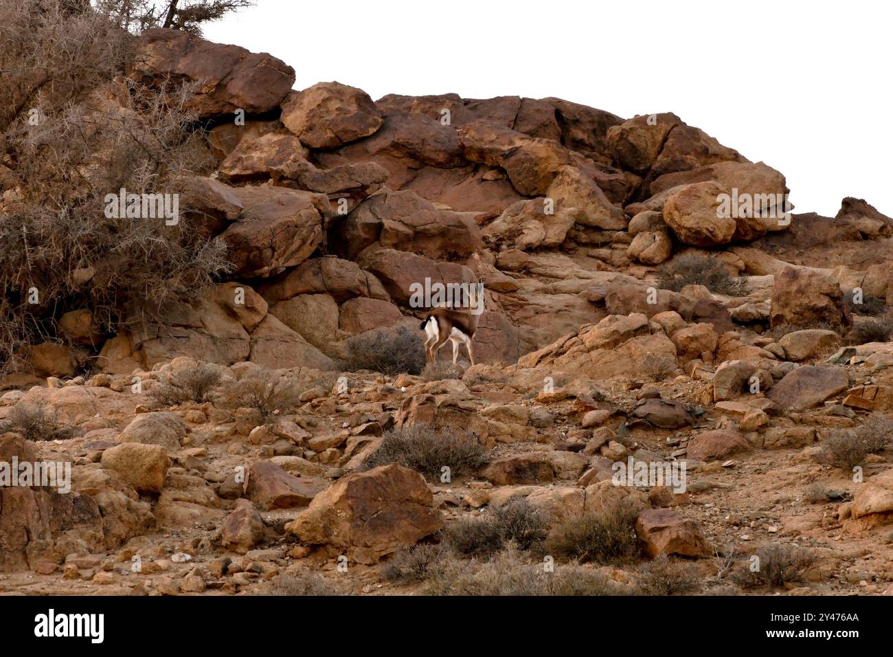 Tafraoute sorge a nord-ovest della valle di Ameln, punteggiata di rocce di granito rosa, nella catena di quarzo del Djebel el Kest. Marocco, Nord Africa Foto Stock