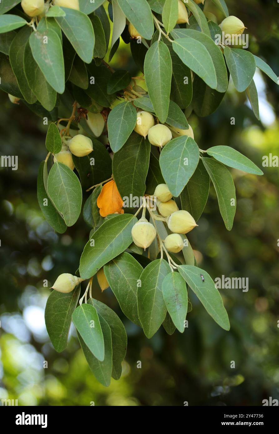 Pyramid Tree, Norfolk Island Hibiscus, Queensland White Oak, Sally Wood o White Oak, Lagunaria patersonia, Malvaceae. Norfolk Island, Australia. Ritardo Foto Stock