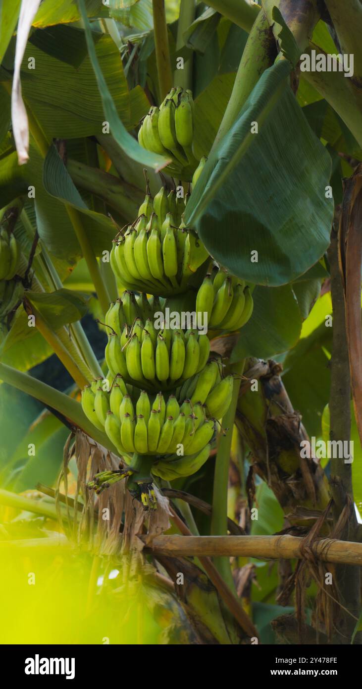 Banane verdi di alta qualità. Una banana è un frutto allungato e commestibile botanicamente una bacca prodotta da diversi tipi di grandi piante erbacee da fiore Foto Stock