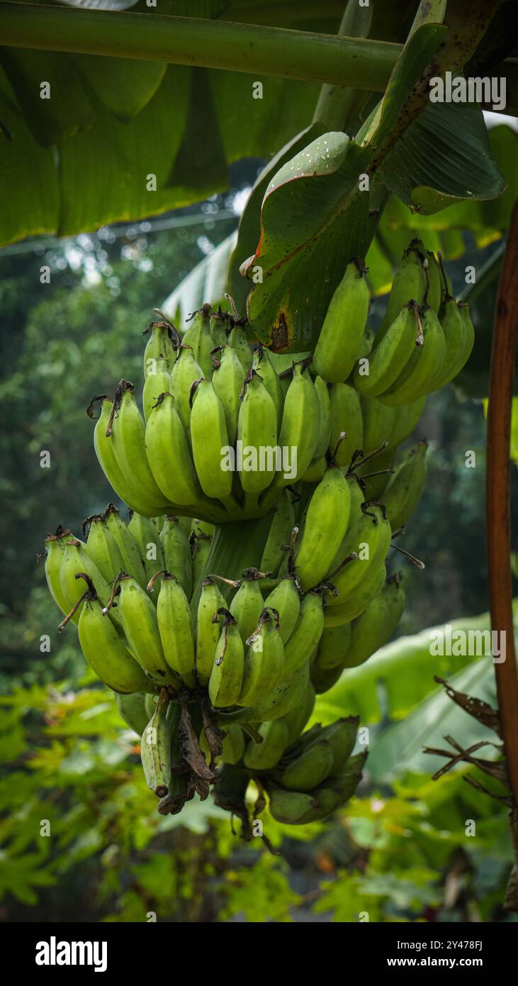 Banane verdi di alta qualità. Una banana è un frutto allungato e commestibile - botanicamente una bacca - prodotto da diversi tipi di grandi piante erbacee da fiore Foto Stock