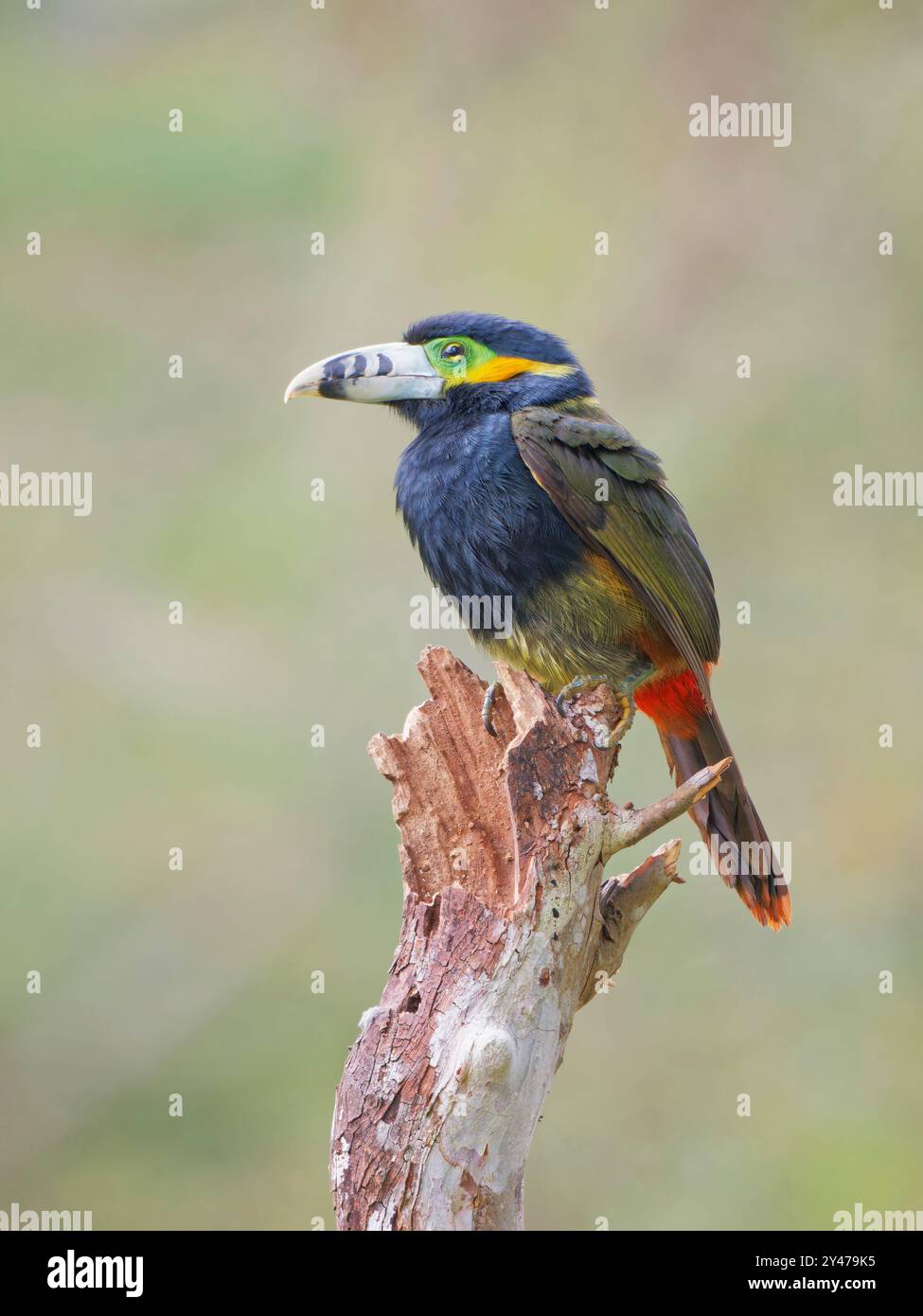 Spot con fattura Toucanet Selenidera maculirostris Atlantic Forest, Brasile BI043087 Foto Stock
