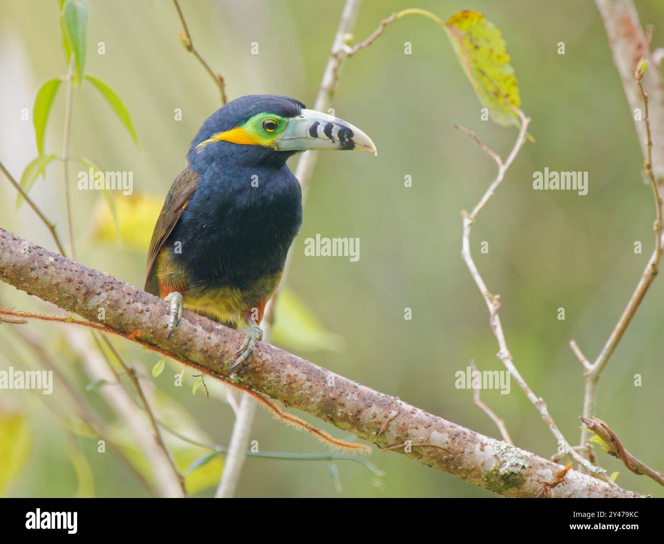 Spot con fattura Toucanet Selenidera maculirostris Atlantic Forest, Brasile BI043091 Foto Stock