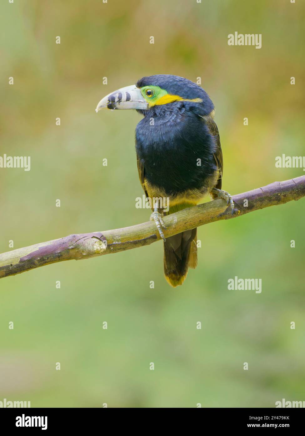 Spot con fattura Toucanet Selenidera maculirostris Atlantic Forest, Brasile BI043093 Foto Stock