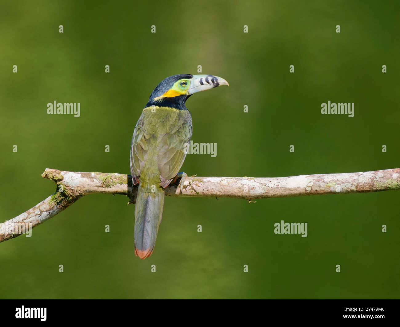 Spot con fattura Toucanet Selenidera maculirostris Atlantic Forest, Brasile BI043096 Foto Stock