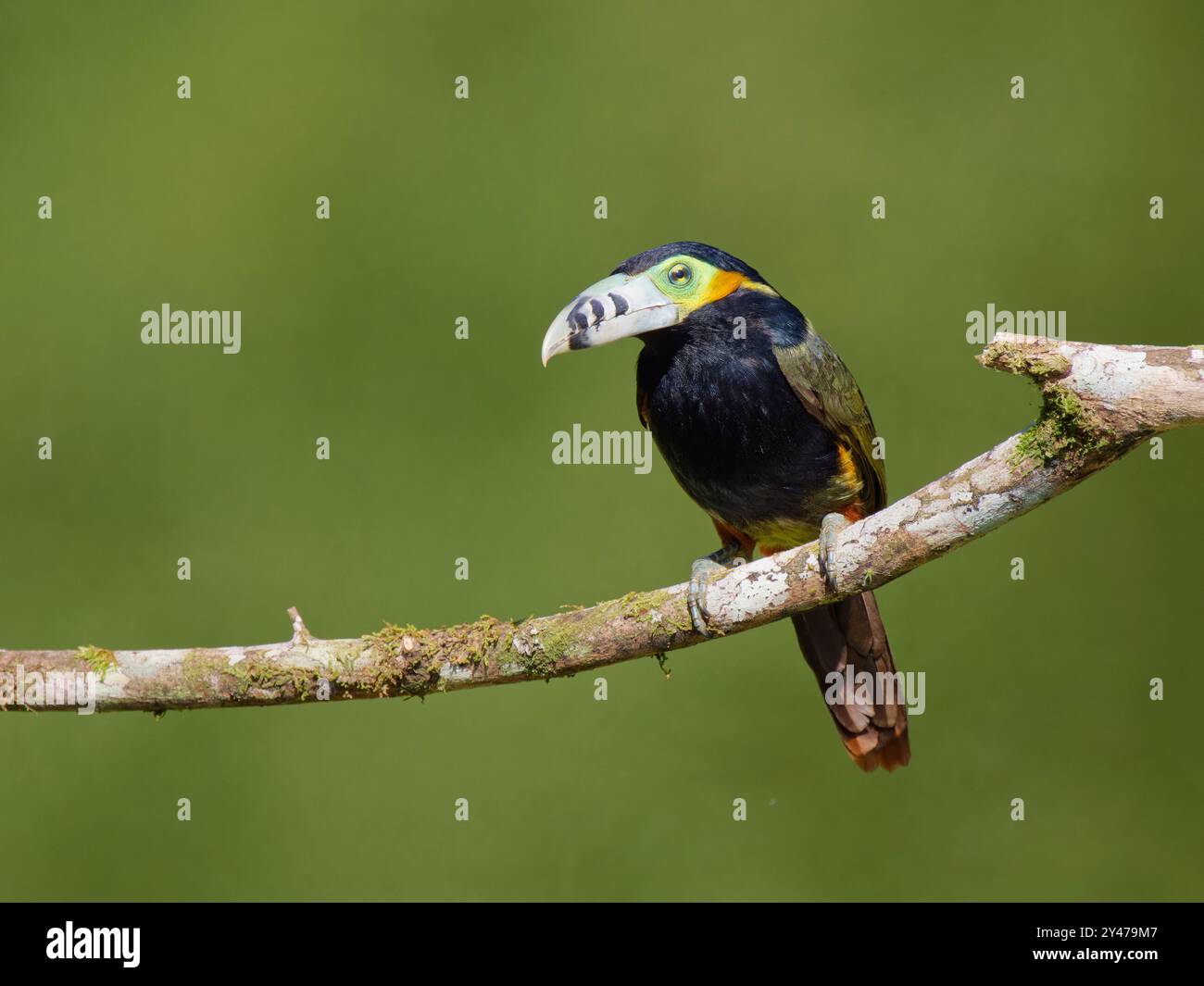 Spot con fattura Toucanet Selenidera maculirostris Atlantic Forest, Brasile BI043099 Foto Stock