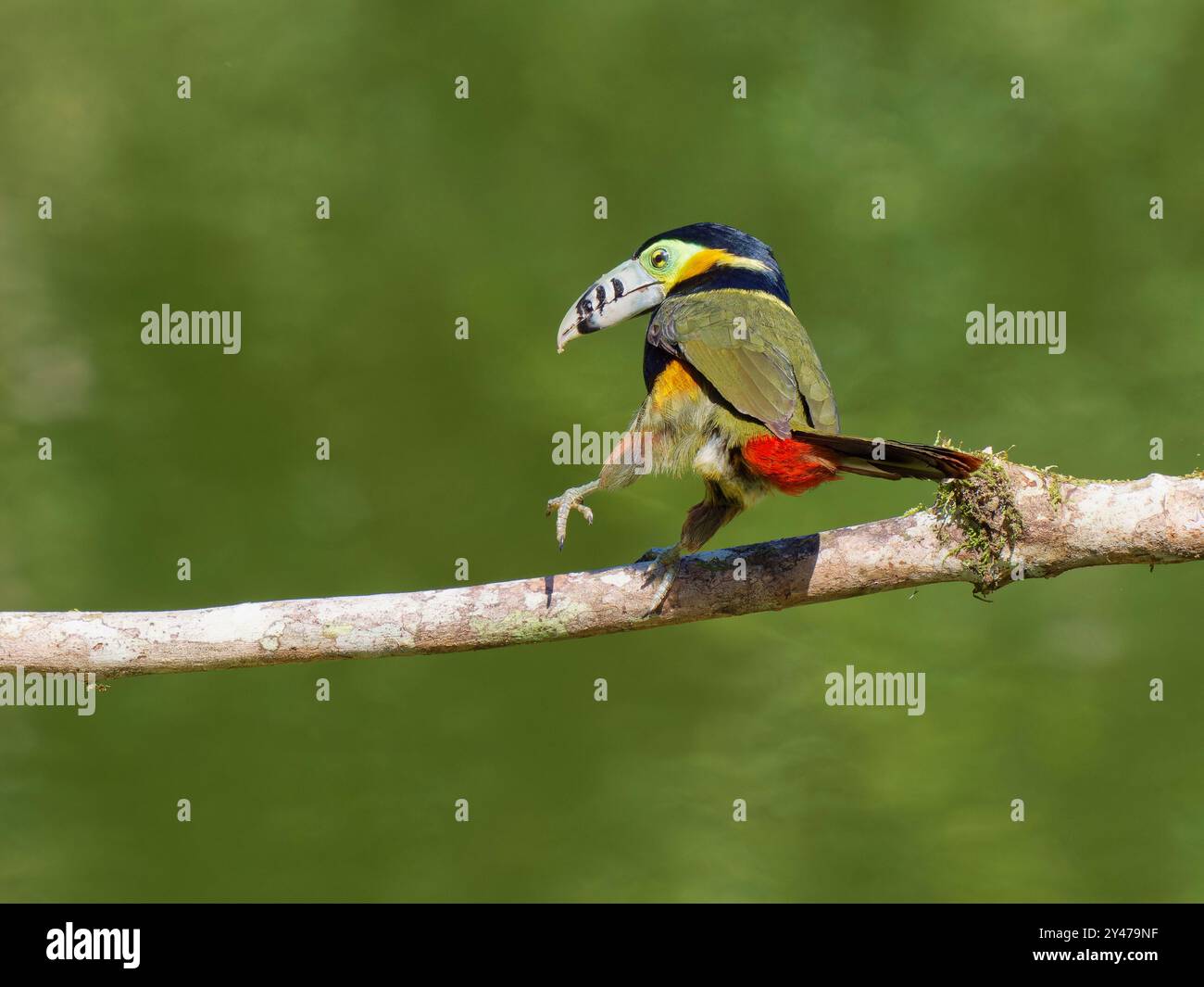 Spot con fattura Toucanet Selenidera maculirostris Atlantic Forest, Brasile BI043101 Foto Stock