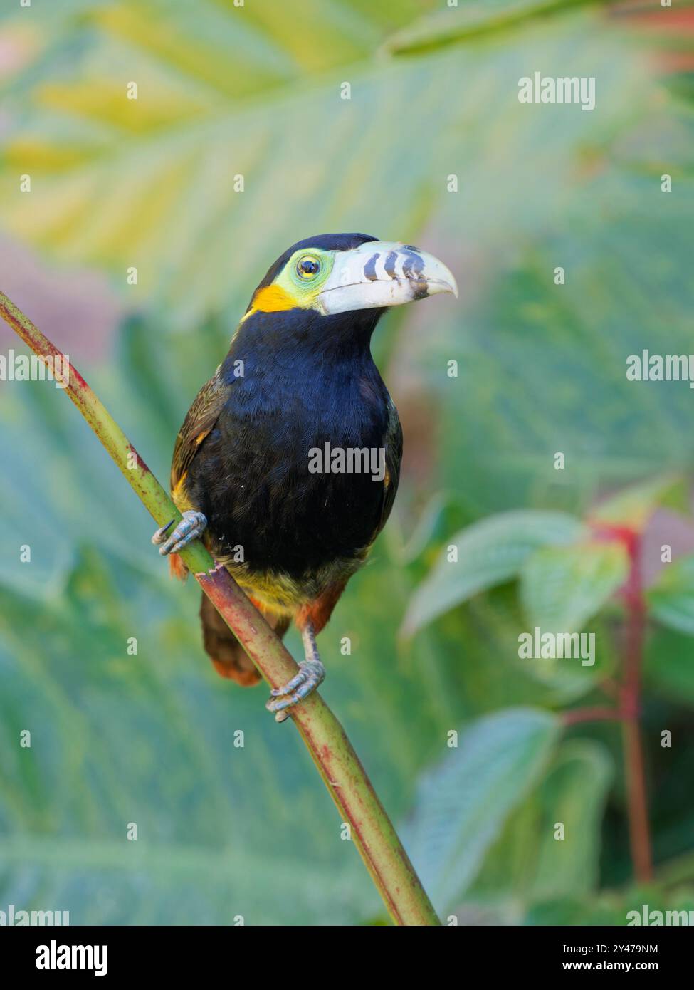 Spot con fattura Toucanet Selenidera maculirostris Atlantic Forest, Brasile BI043102 Foto Stock
