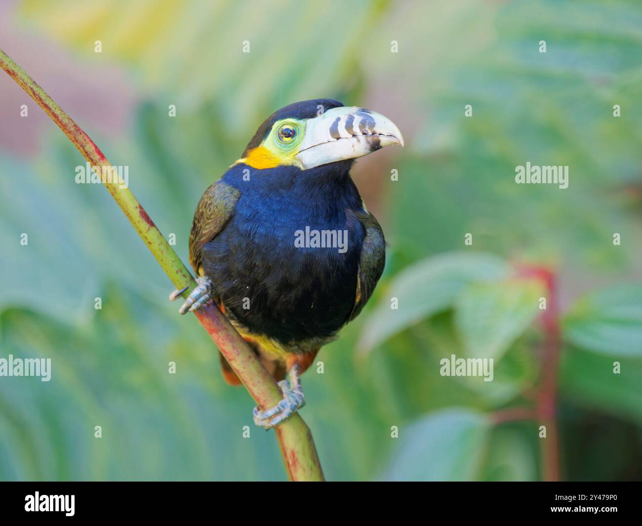 Spot con fattura Toucanet Selenidera maculirostris Atlantic Forest, Brasile BI043106 Foto Stock