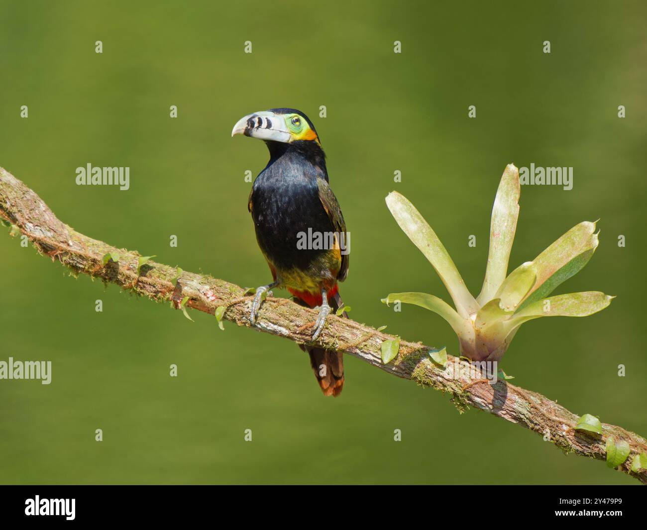 Spot con fattura Toucanet Selenidera maculirostris Atlantic Forest, Brasile BI043107 Foto Stock