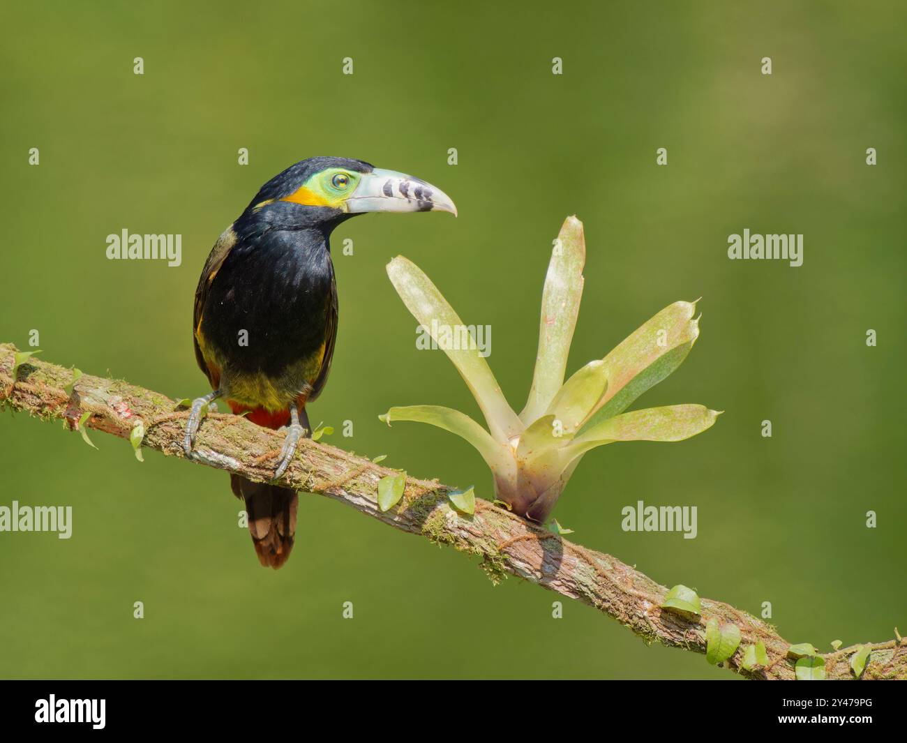 Spot fatturato Toucanet Selenidera maculirostris Atlantic Forest, Brasile BI043112 Foto Stock