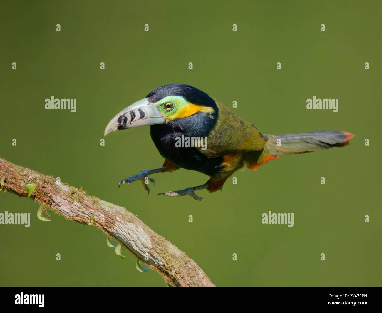 Spot fatturato Toucanet Selenidera maculirostris Atlantic Forest, Brasile BI043117 Foto Stock