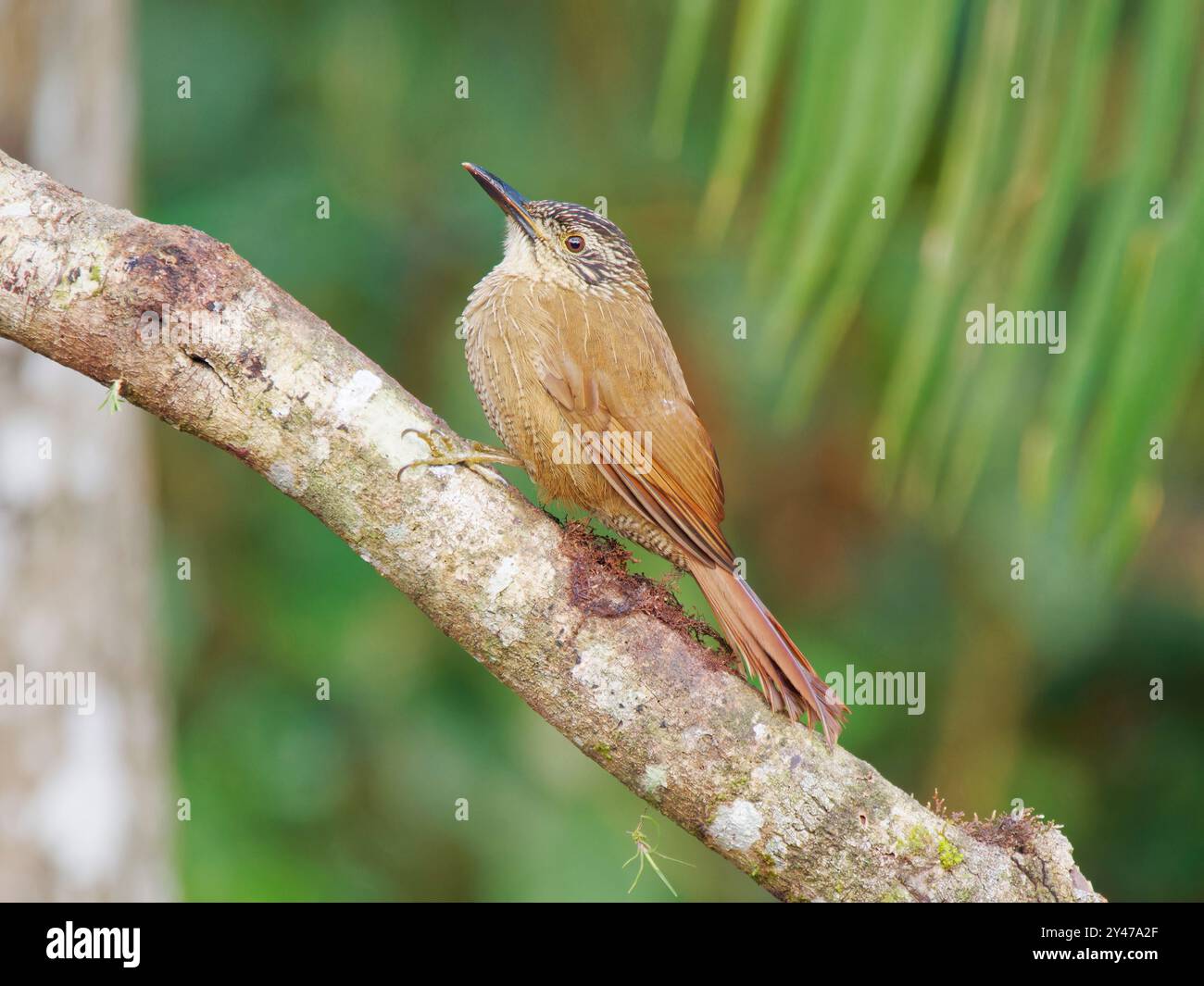 Planalto Woodcreeper Dendrocolaptes platyrostris Atlantic Forest, Brasile BI043154 Foto Stock