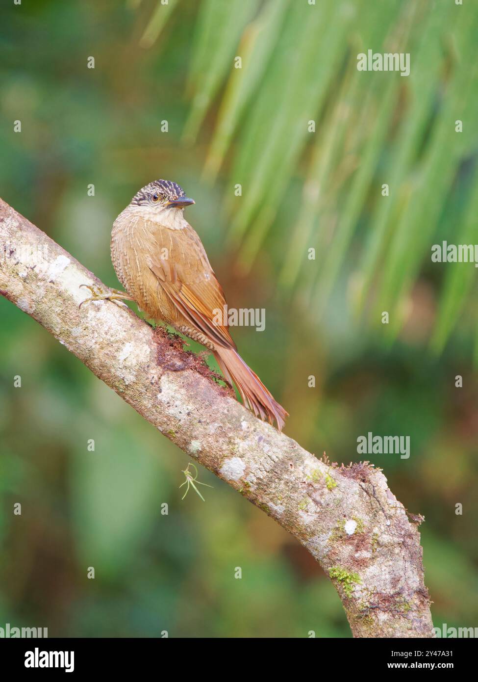 Planalto Woodcreeper Dendrocolaptes platyrostris Atlantic Forest, Brasile BI043156 Foto Stock