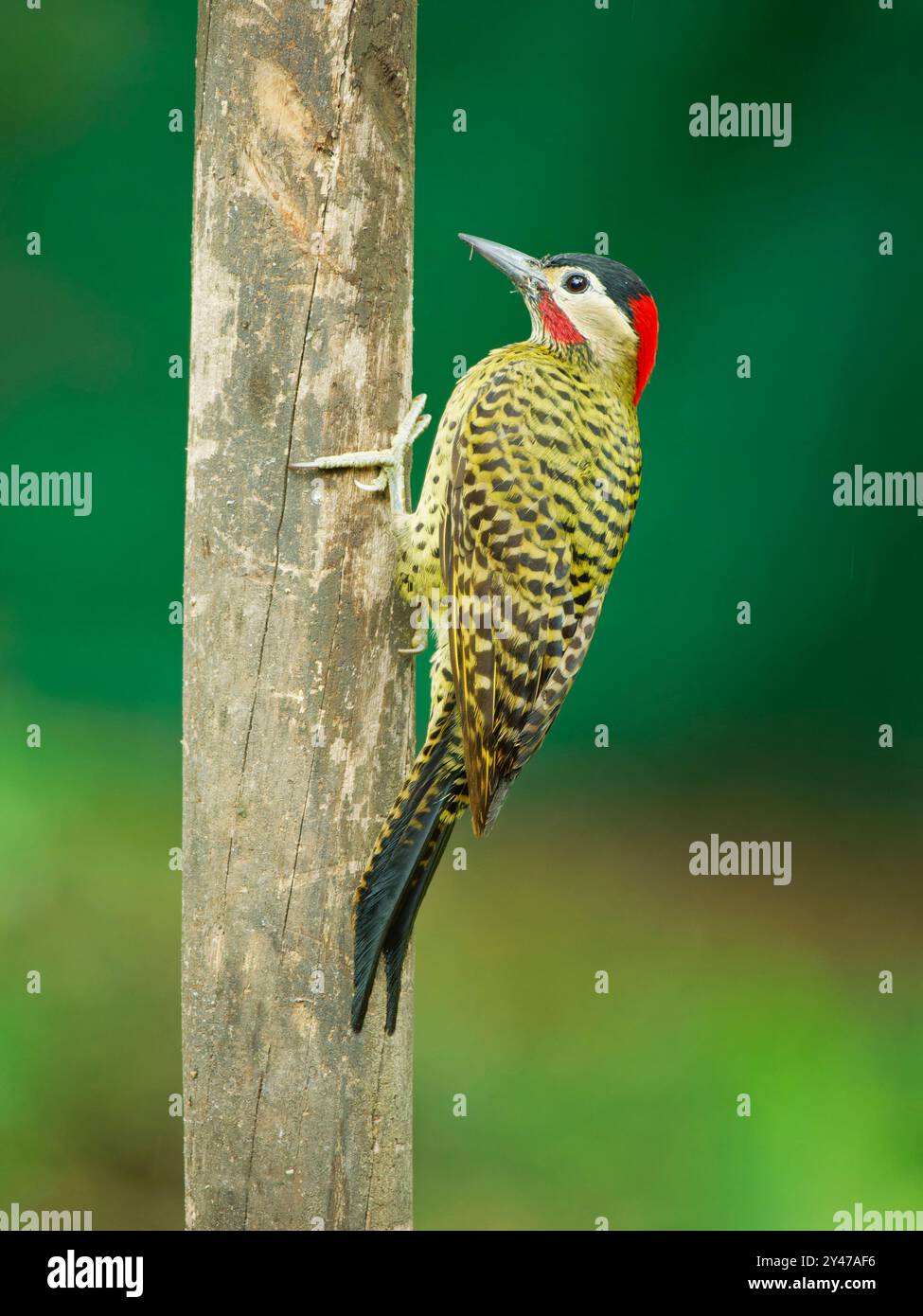 Green Barred Woodpecker Colaptes melanochloros Atlantic Forest, Brasile BI043232 Foto Stock