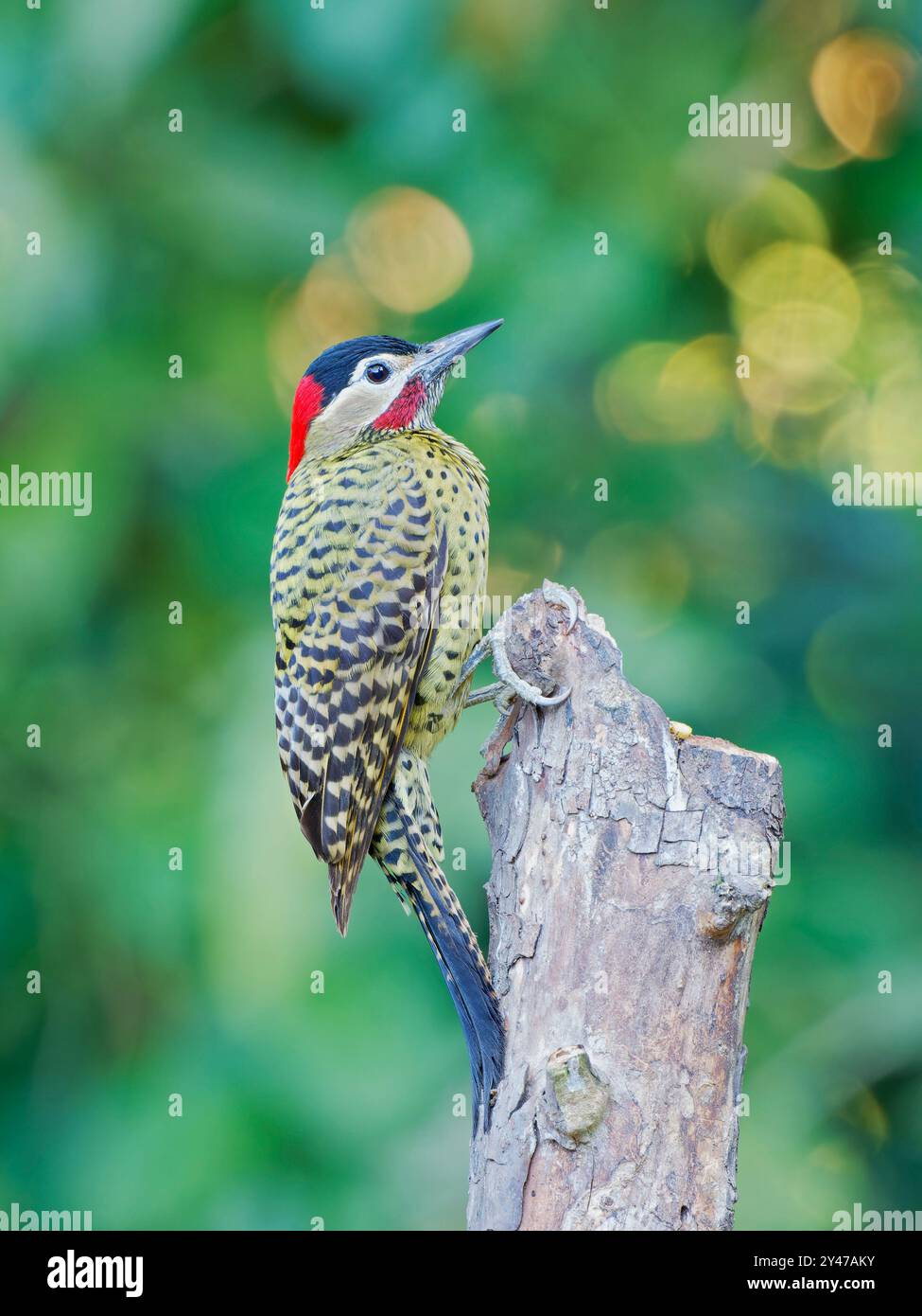 Green Barred Woodpecker Colaptes melanochloros Atlantic Forest, Brasile BI043241 Foto Stock