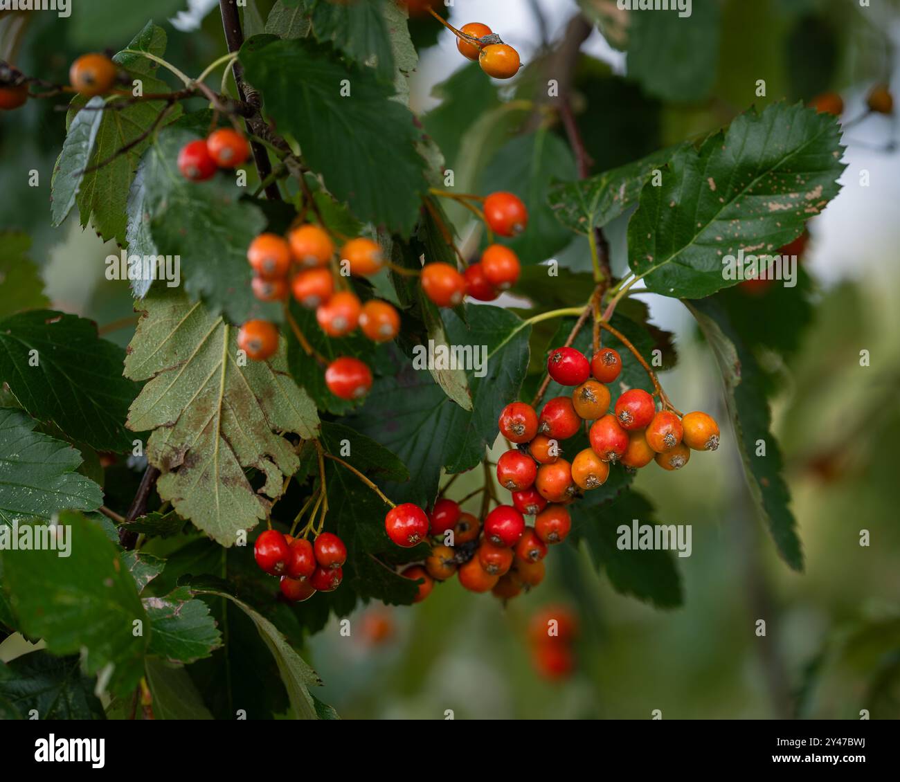 Sorbus intermedia rami con bacche. Bacche rosse su un fascio bianco svedese (Scandosorbus intermedia). Sfondo autunnale. Foto Stock