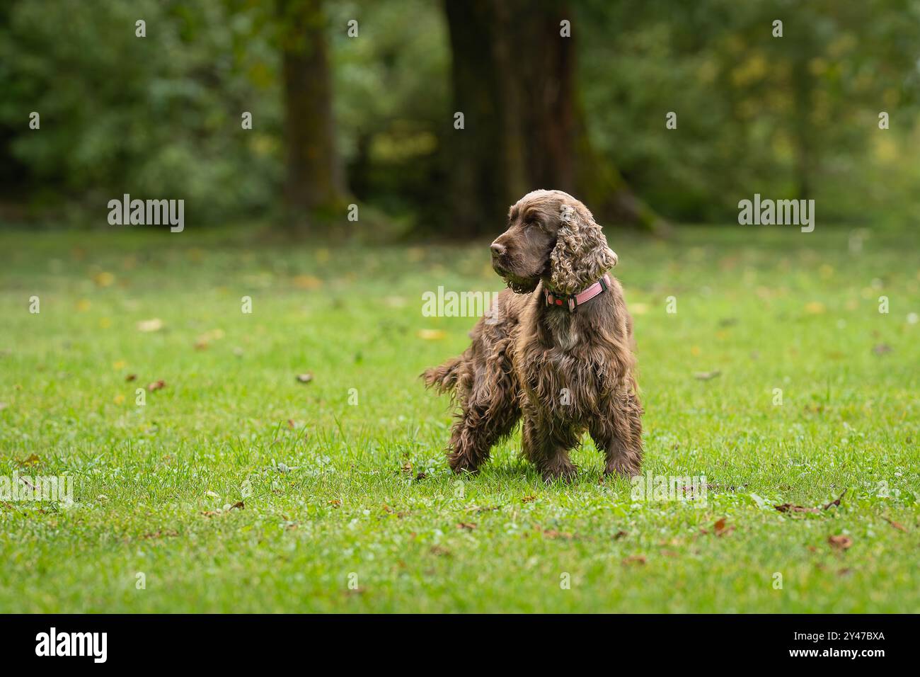 Colore del fegato inglese Cocker Spaniel nel parco. Ritratto di cane Brown Cocker Spaniel nel parco. Foto Stock