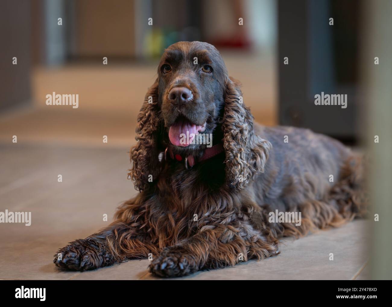 Il Cocker Spaniel inglese color fegato è appoggiato sul pavimento. Brown inglese Cocker Spaniel dog sdraiato sul pavimento. Foto Stock