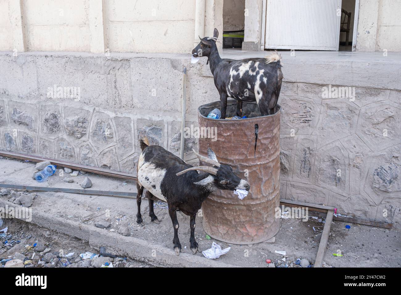 Le capre stanno mangiando carta alla stazione di frontiera di Gibuti Foto Stock