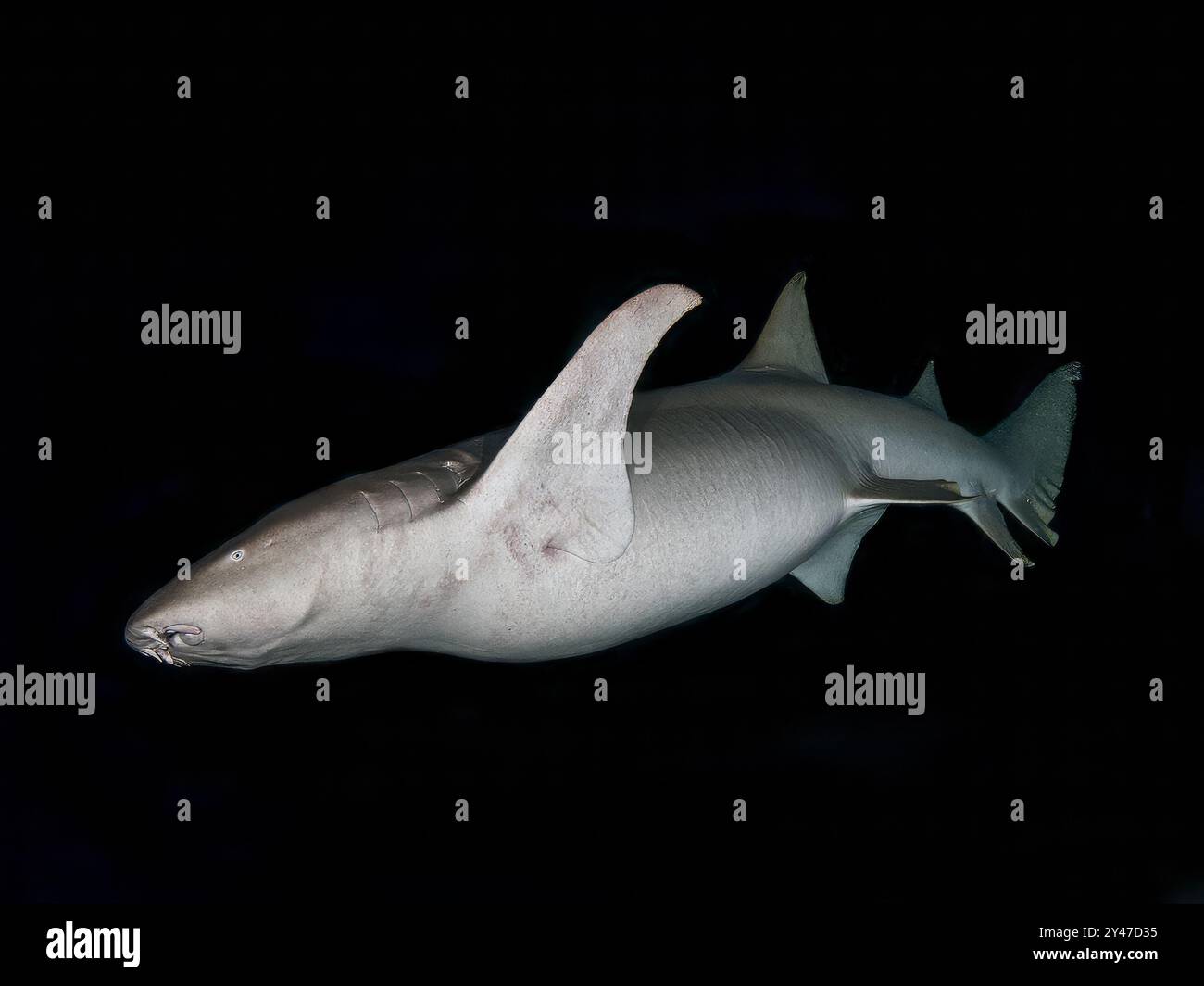 Immagine di squalo infermiera incinta scattata durante un'immersione notturna Foto Stock