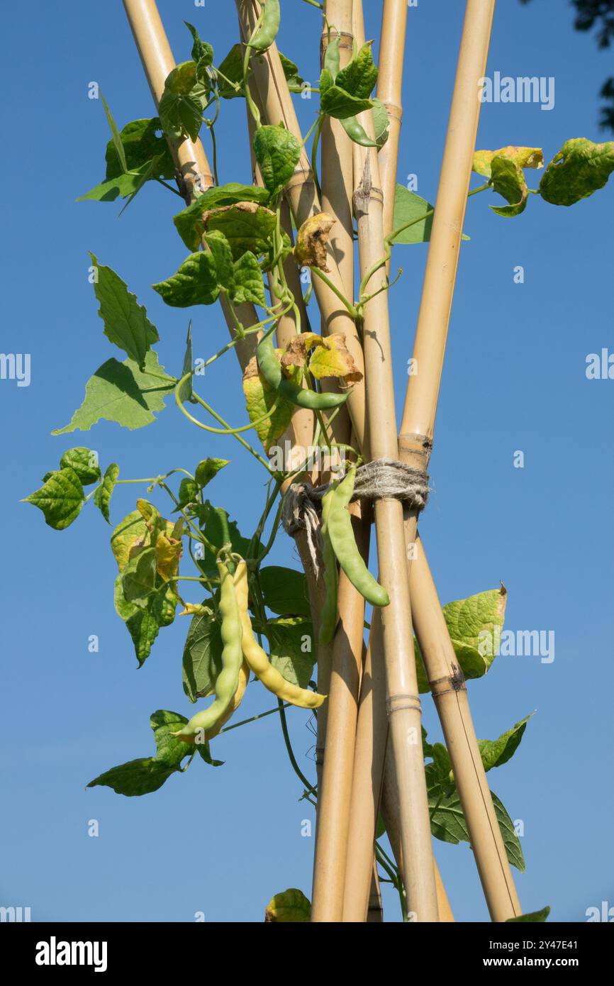 I baccelli di fagioli maturi maturano, i supporti con bastoncini, la tarda stagione estiva all'inizio dell'autunno Foto Stock
