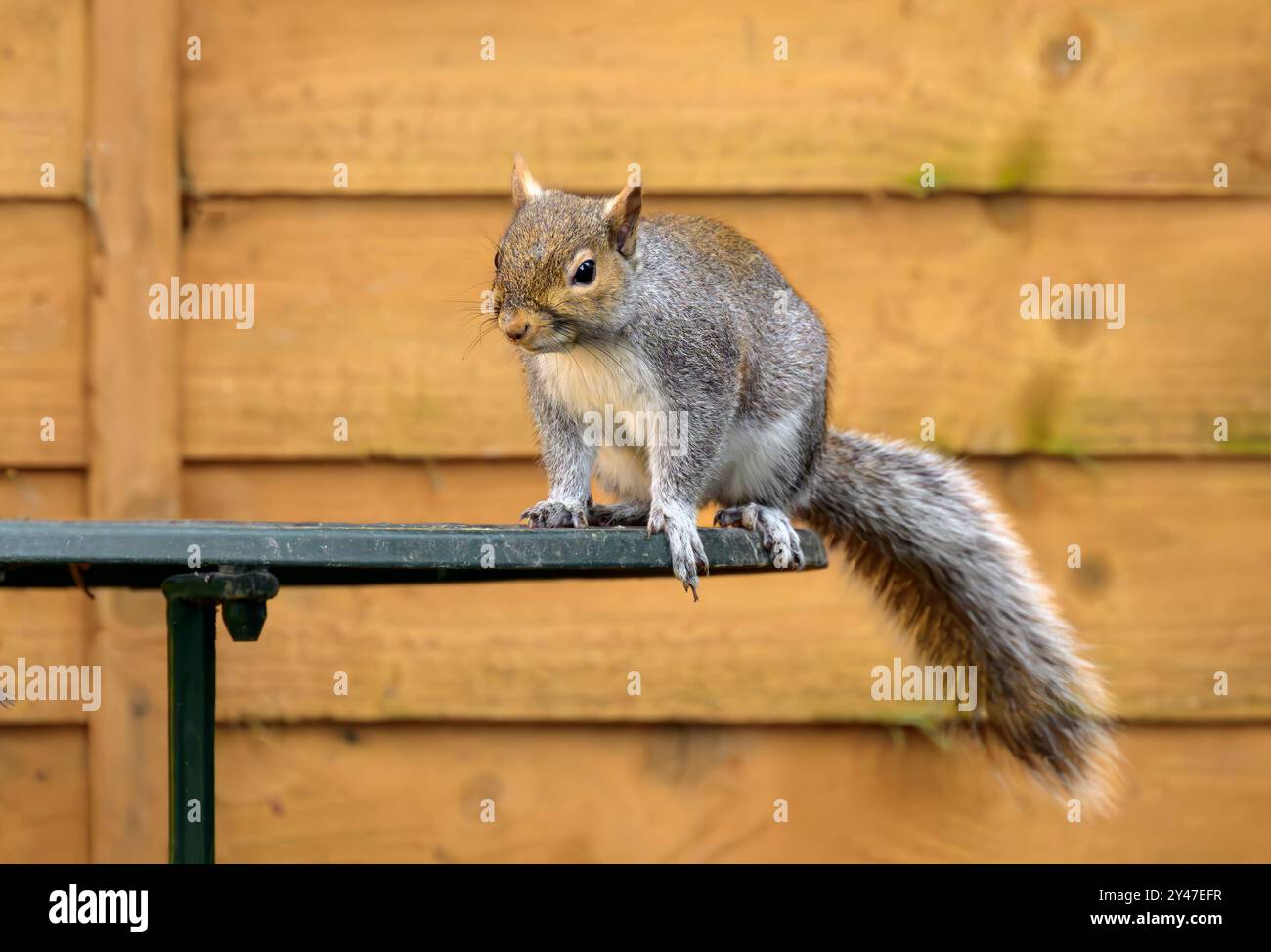 Scoiattolo grigio sul tavolo da giardino contro una recinzione color oro autunnale in giardino, Regno Unito Foto Stock
