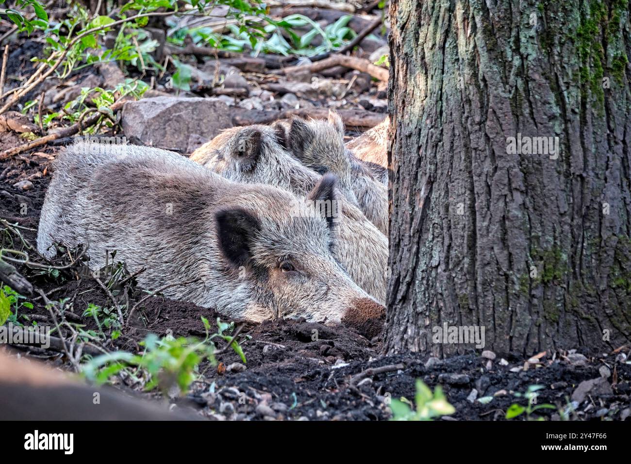 Wildschwein Sus scrofa . Wildschweine Sus scrofa im Heimattierpark Südpark Merseburg. 20240912MIC0045 *** cinghiale Sus scrofa cinghiale Sus scrofa nel Parco Sud Merseburg 20240912MIC0045 Foto Stock